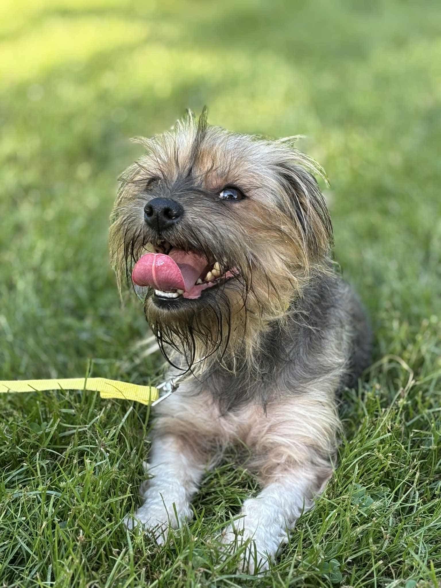 Enlarge Chrissy, a Adopted Cairn Terrier in Paoli, IN image 2/3