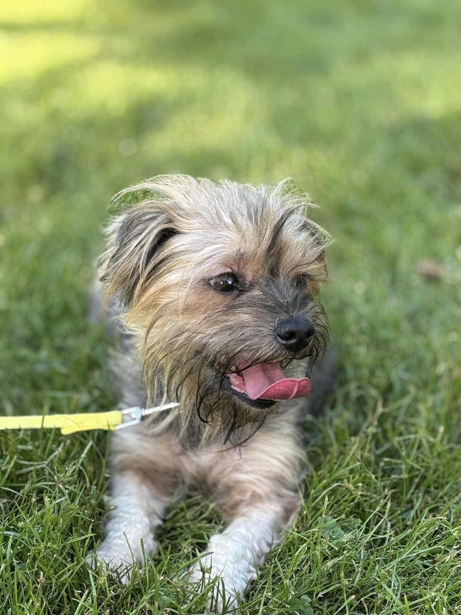 Enlarge Chrissy, a Adopted Cairn Terrier in Paoli, IN image 3/3