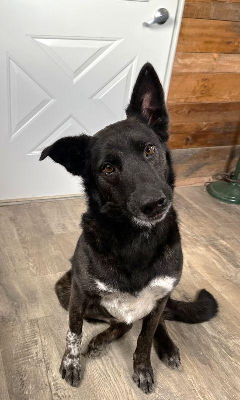 Enlarge Cali, a Adoptable mixed breed in Genoa, IL image 1/1
