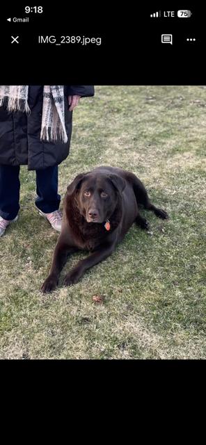 Enlarge Hannah--Available in Pittsburgh area, an adoptable Labrador Retriever in Medina, OH image 3/3