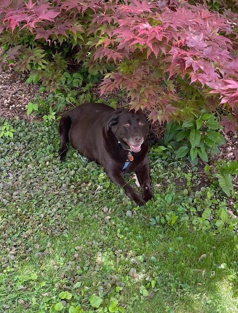 Enlarge Hannah--Available in Pittsburgh area, an adoptable Labrador Retriever in Medina, OH image 1/3