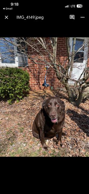 Enlarge Hannah--Available in Pittsburgh area, an adoptable Labrador Retriever in Medina, OH image 2/3