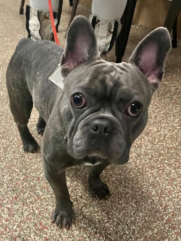 Enlarge Franz, a Adopted French Bulldog in Fort Lauderdale, FL image 1/1