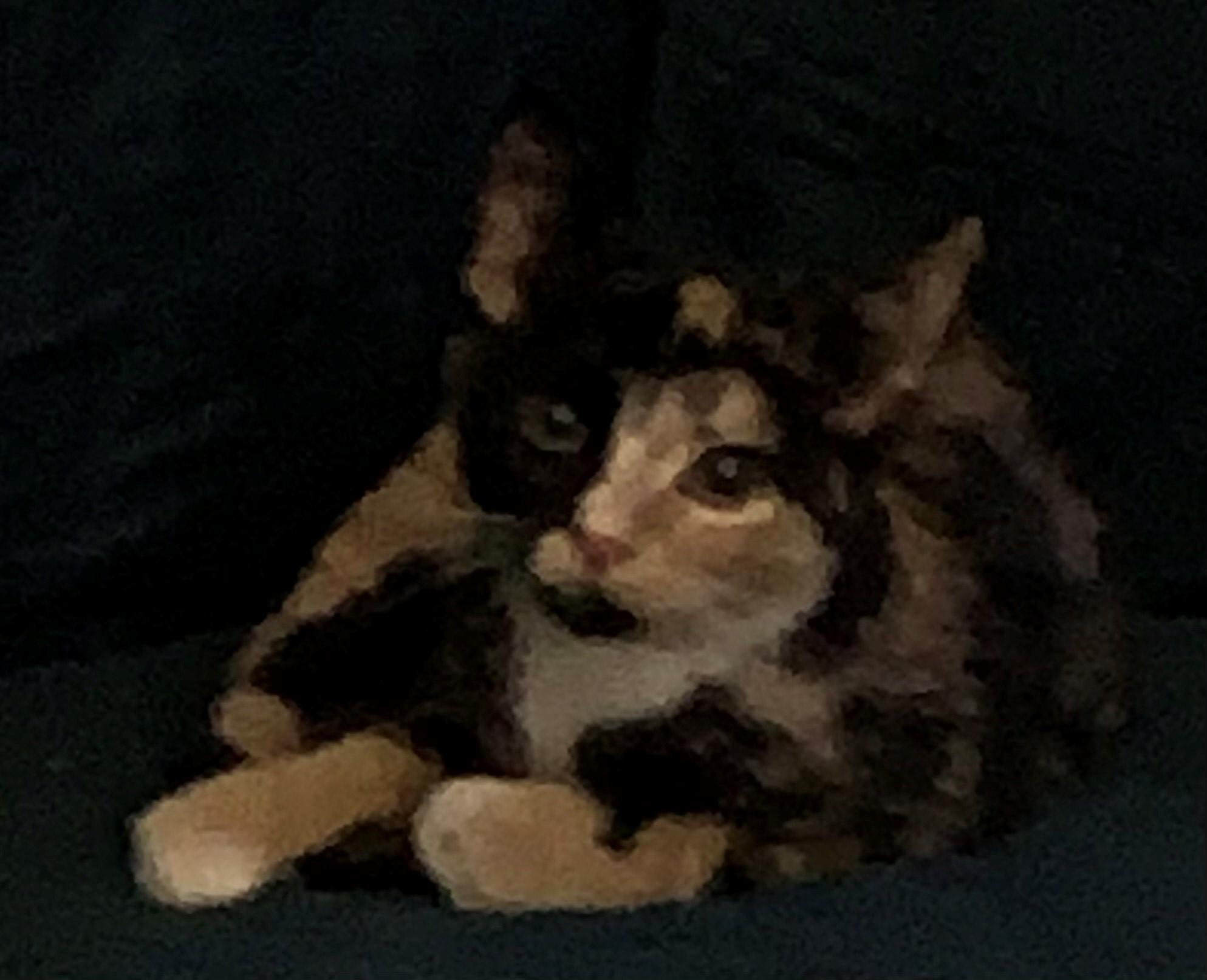 Tango, Adoptable, Kitten Female Domestic Short Hair & Calico.