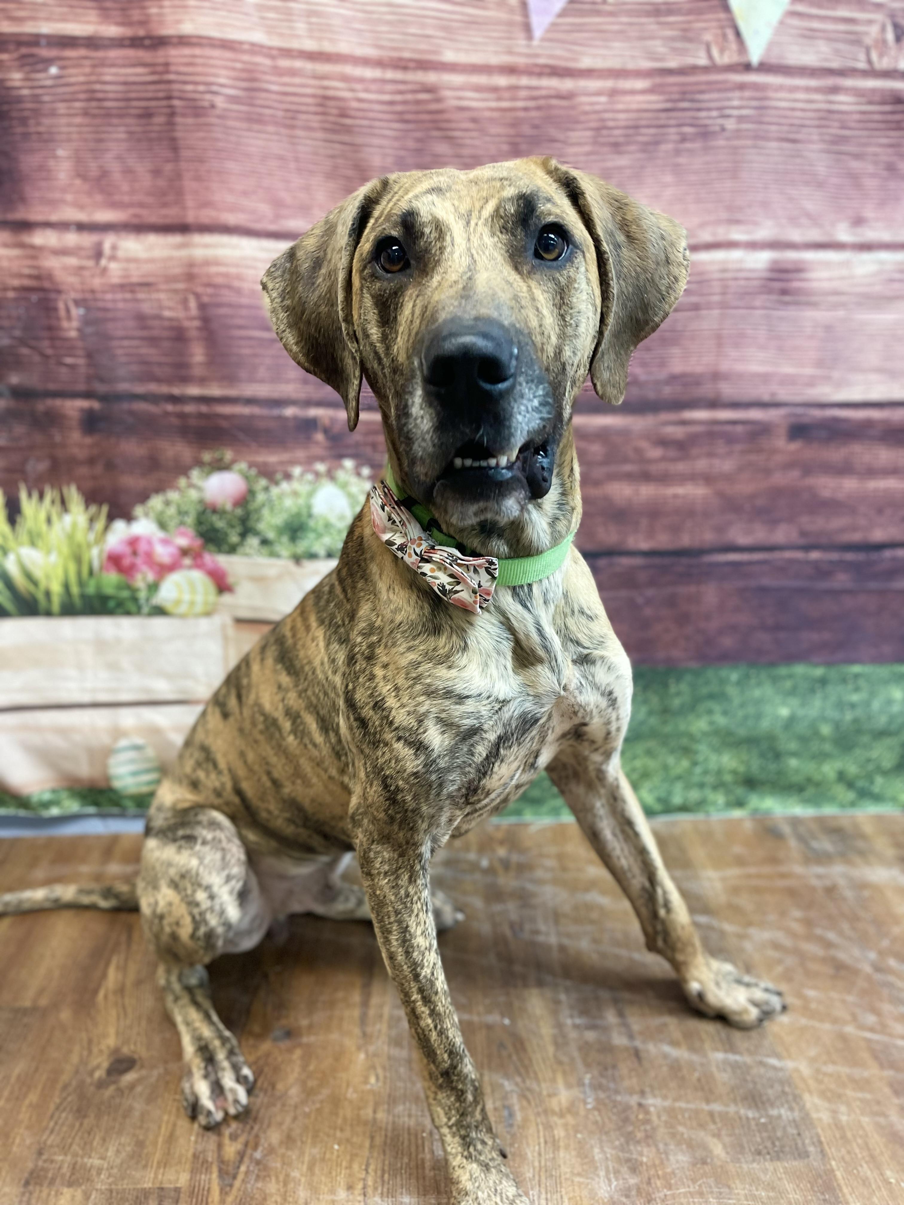 Enlarge Hero, a Adoptable mixed breed in Lake Odessa, MI image 3/6