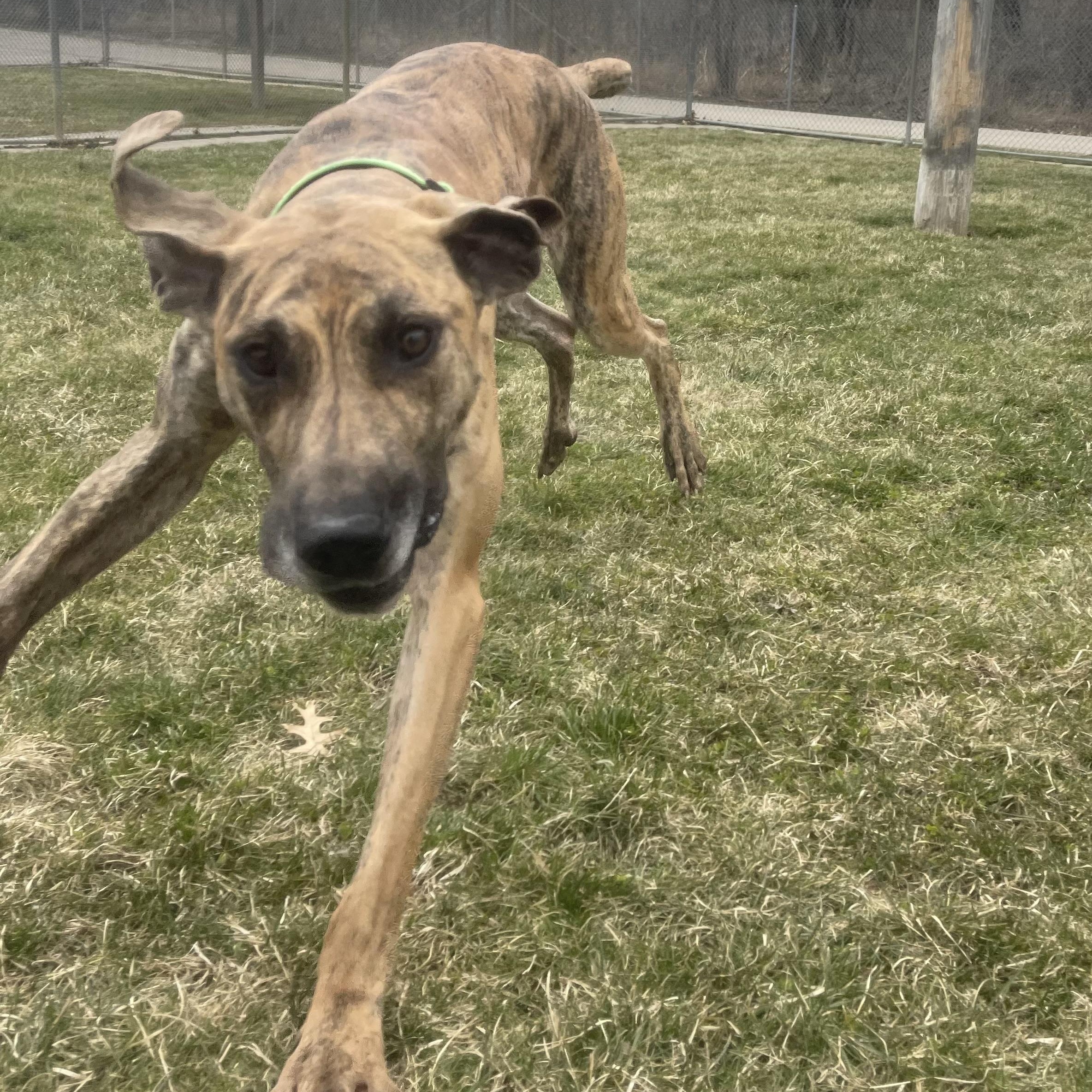 Enlarge Hero, a Adoptable mixed breed in Lake Odessa, MI image 6/6