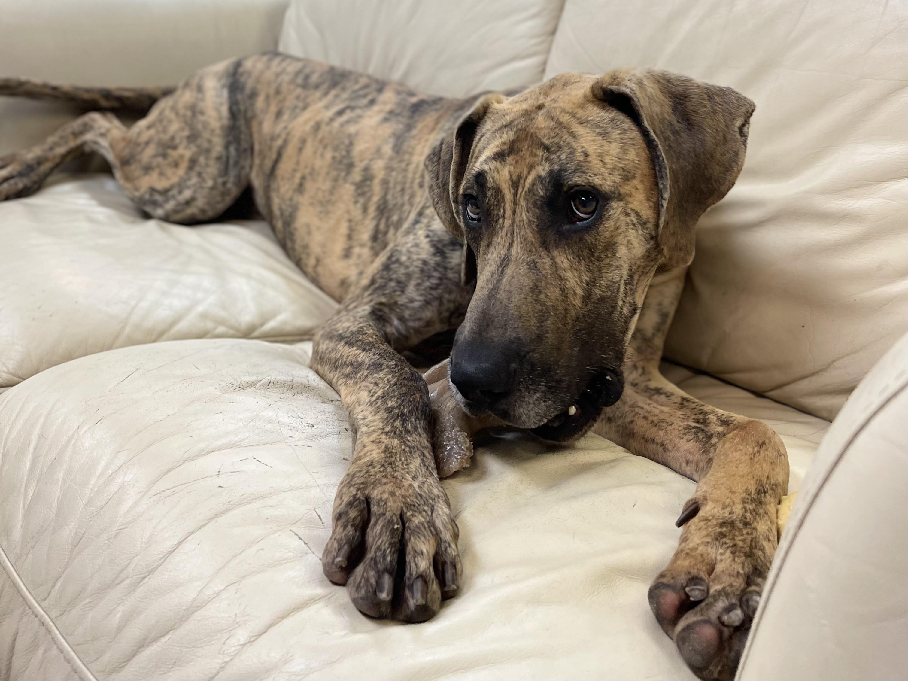 Enlarge Hero, a Adoptable mixed breed in Lake Odessa, MI image 1/6