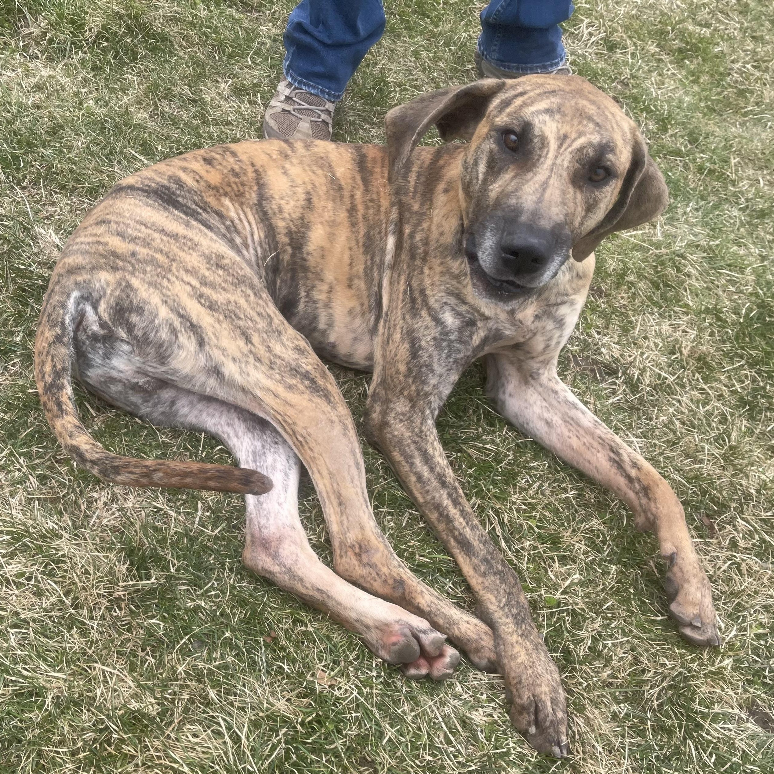 Enlarge Hero, a Adoptable mixed breed in Lake Odessa, MI image 2/6