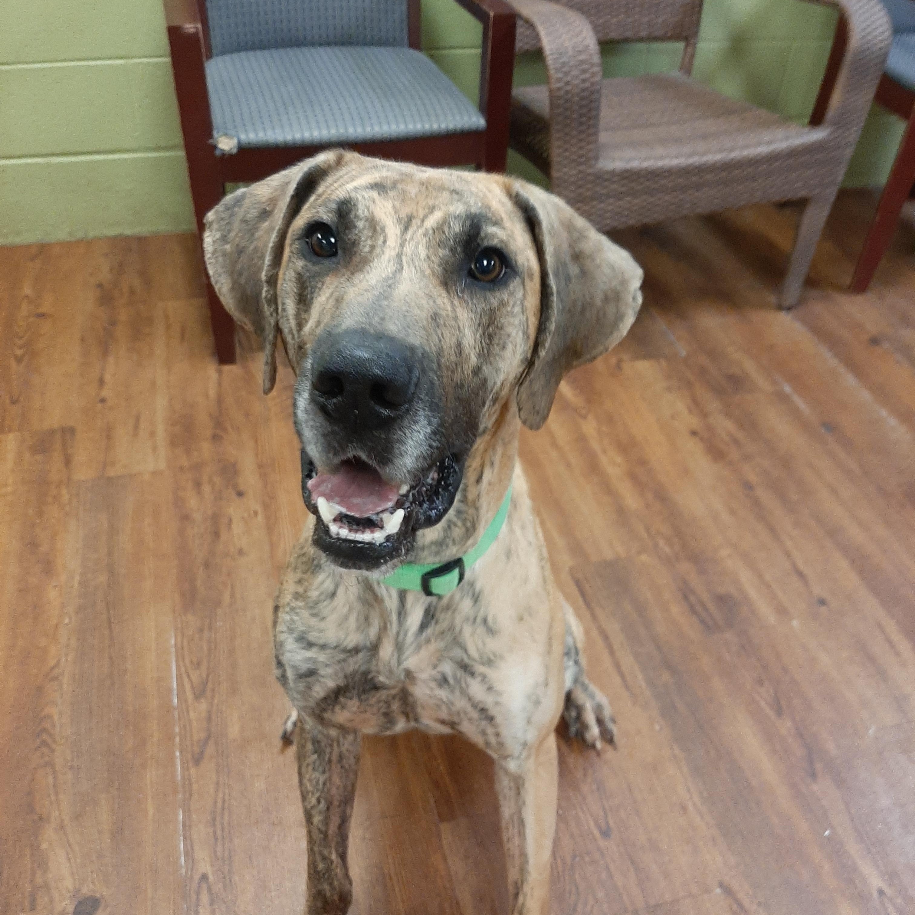 Enlarge Hero, a Adoptable mixed breed in Lake Odessa, MI image 5/6