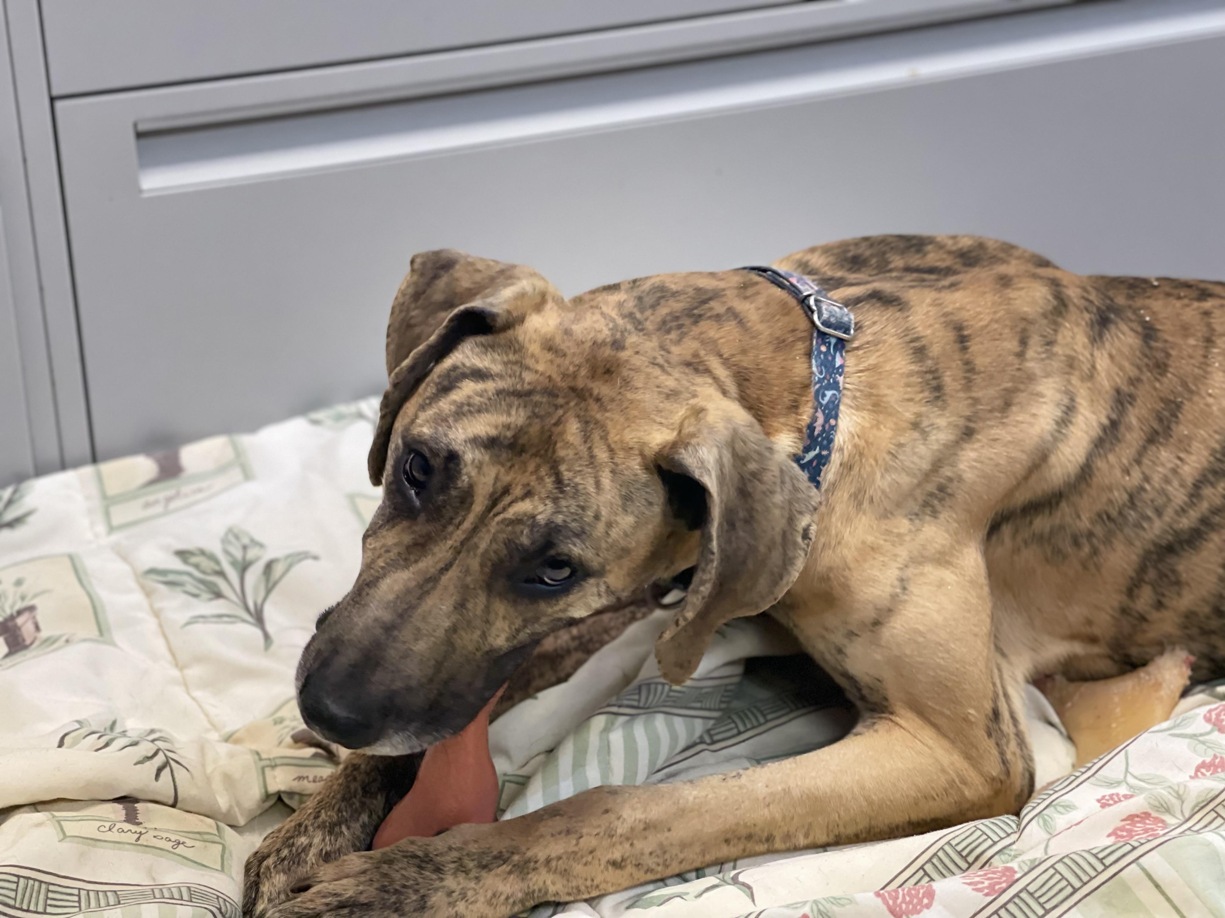 Enlarge Hero, a Adoptable mixed breed in Lake Odessa, MI image 4/6