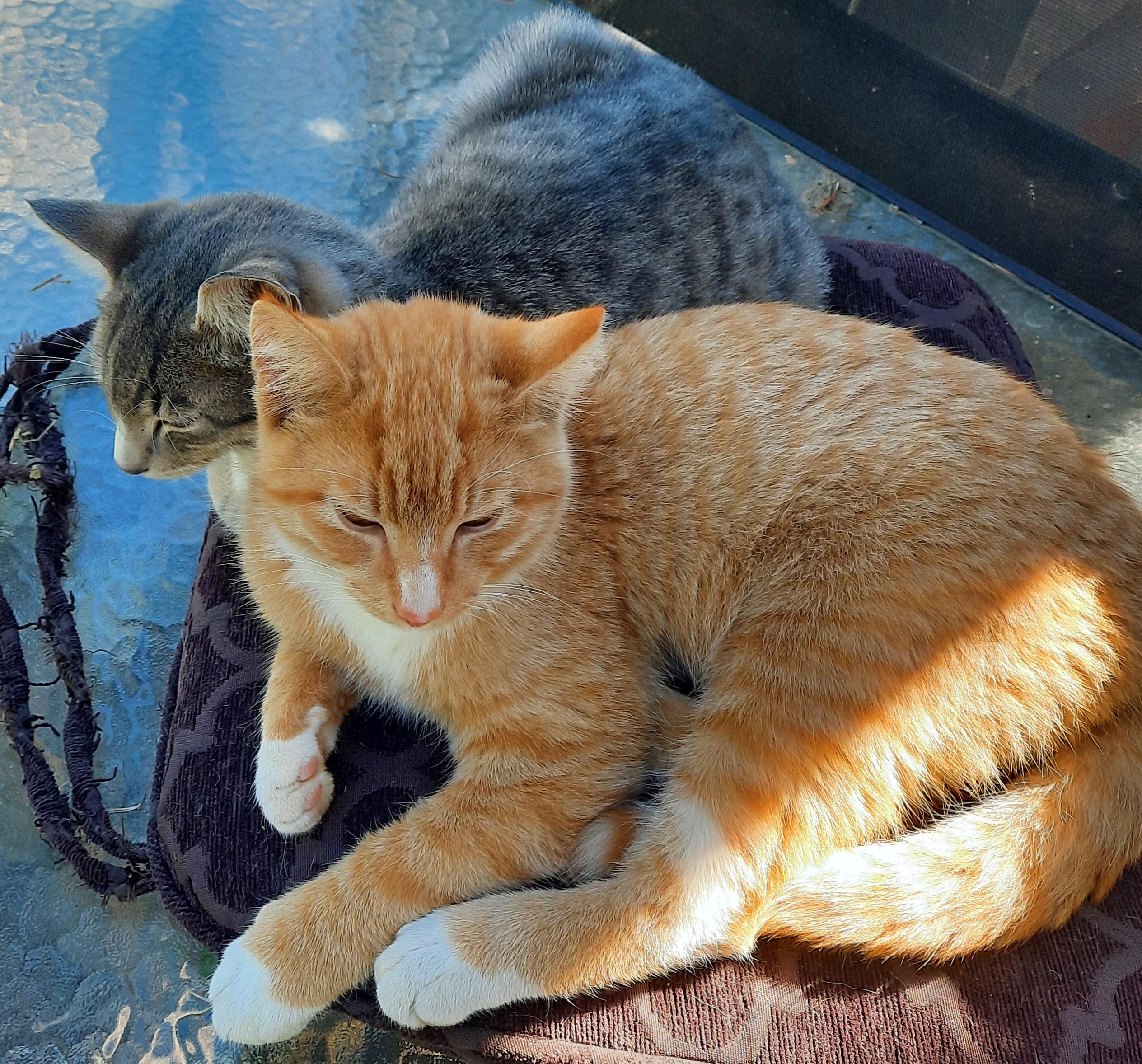 **COURTESY LISTING** Barn Cats!