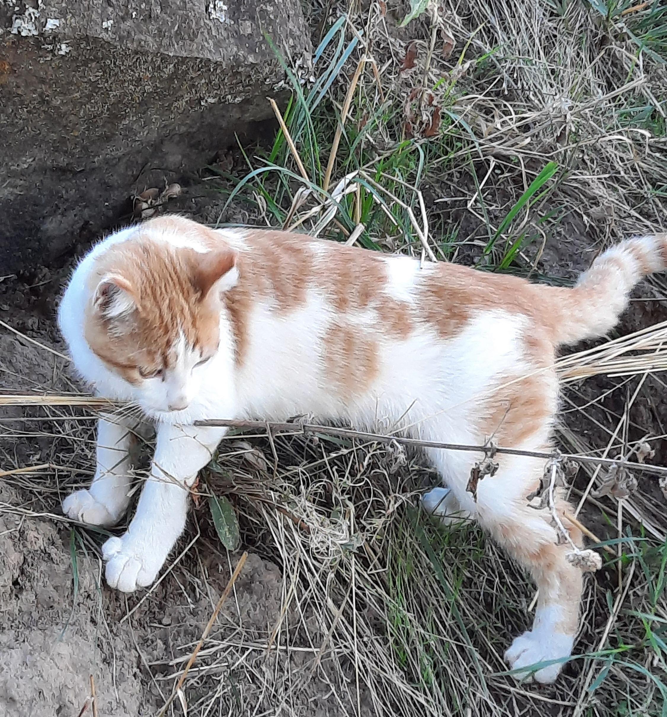 **COURTESY LISTING** Barn Cats!