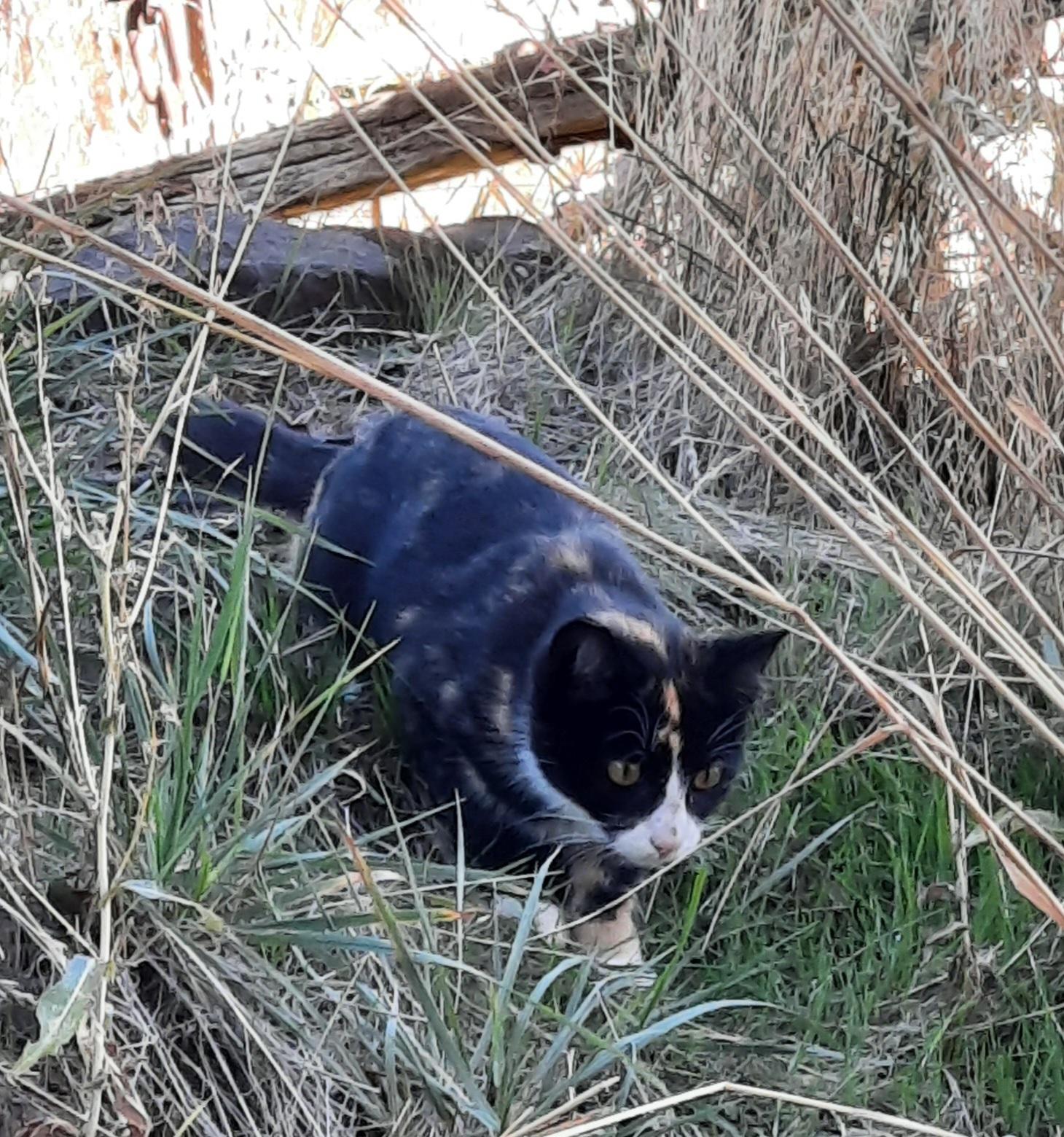 Enlarge **COURTESY LISTING** Barn Cats!, a Adoptable Domestic Short Hair in Moscow, ID image 2/3