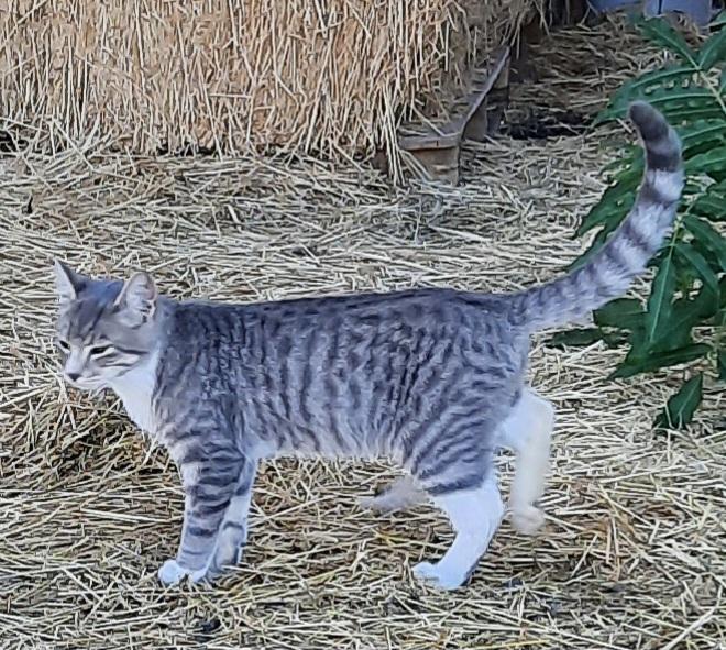 **COURTESY LISTING** Barn Cats!