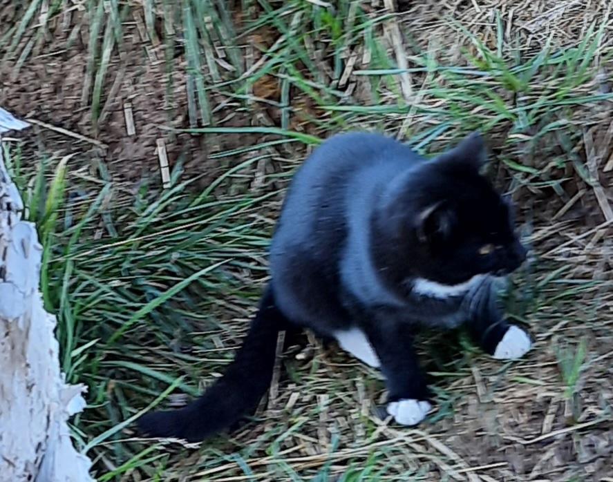 Enlarge **COURTESY LISTING** Barn Cats!, a Adoptable Domestic Short Hair in Moscow, ID image 3/3