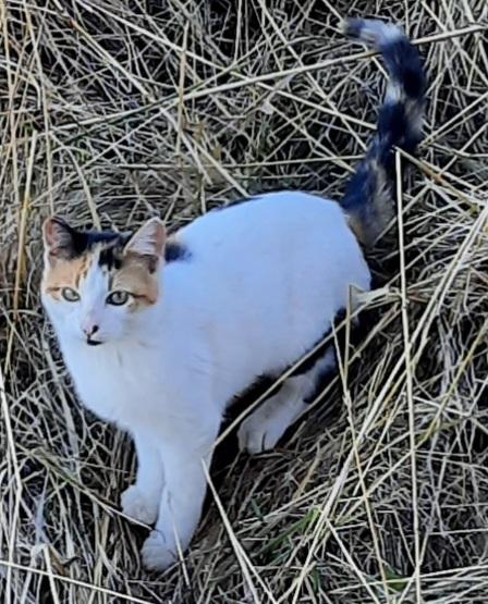 **COURTESY LISTING** Barn Cats!, Adoptable, Young Male Domestic Short Hair.
