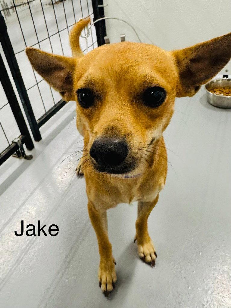Jake, Adoptable, Young Male Chihuahua & Terrier.