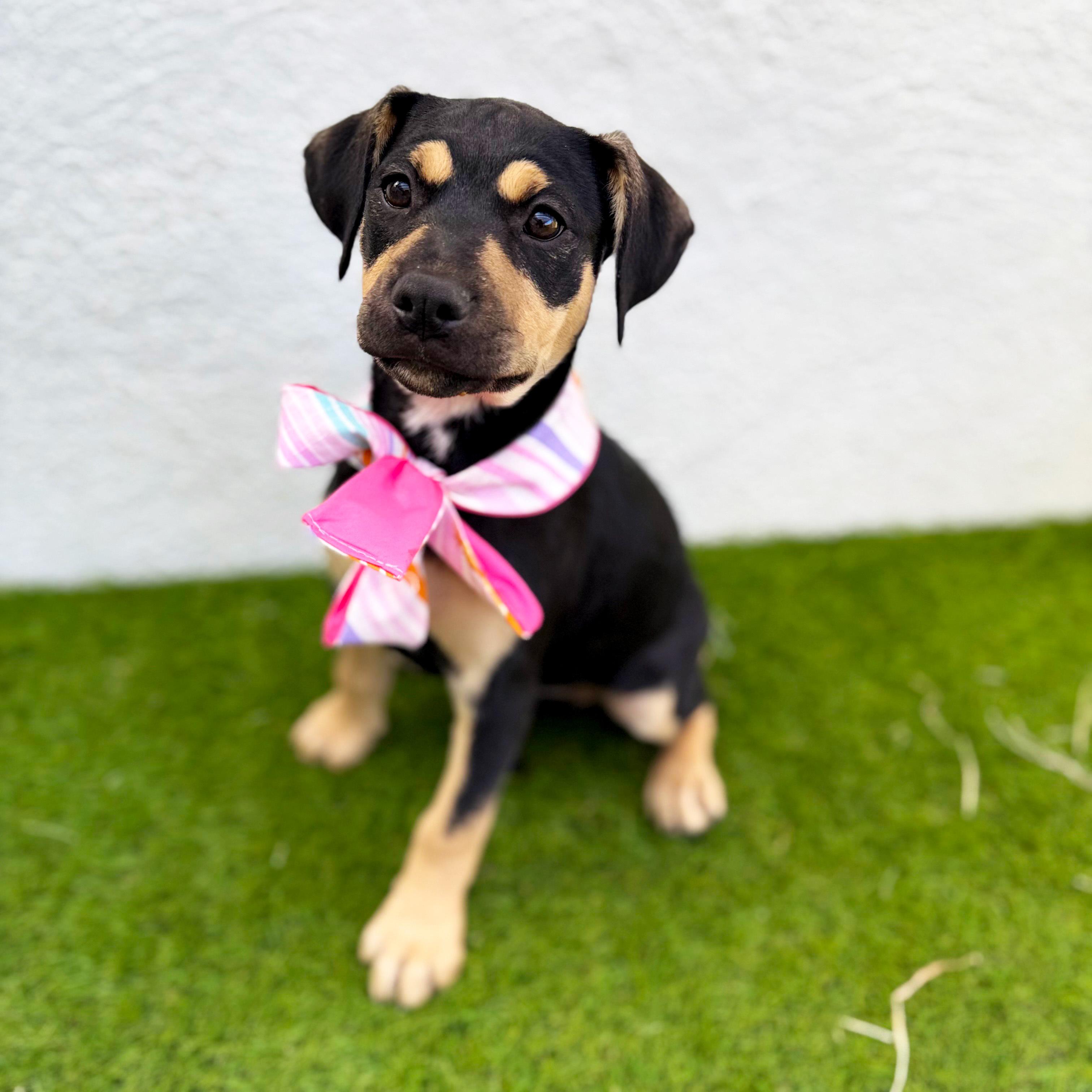 Enlarge LOULÉ, a Adoptable mixed breed in Tecate, BCN image 4/5