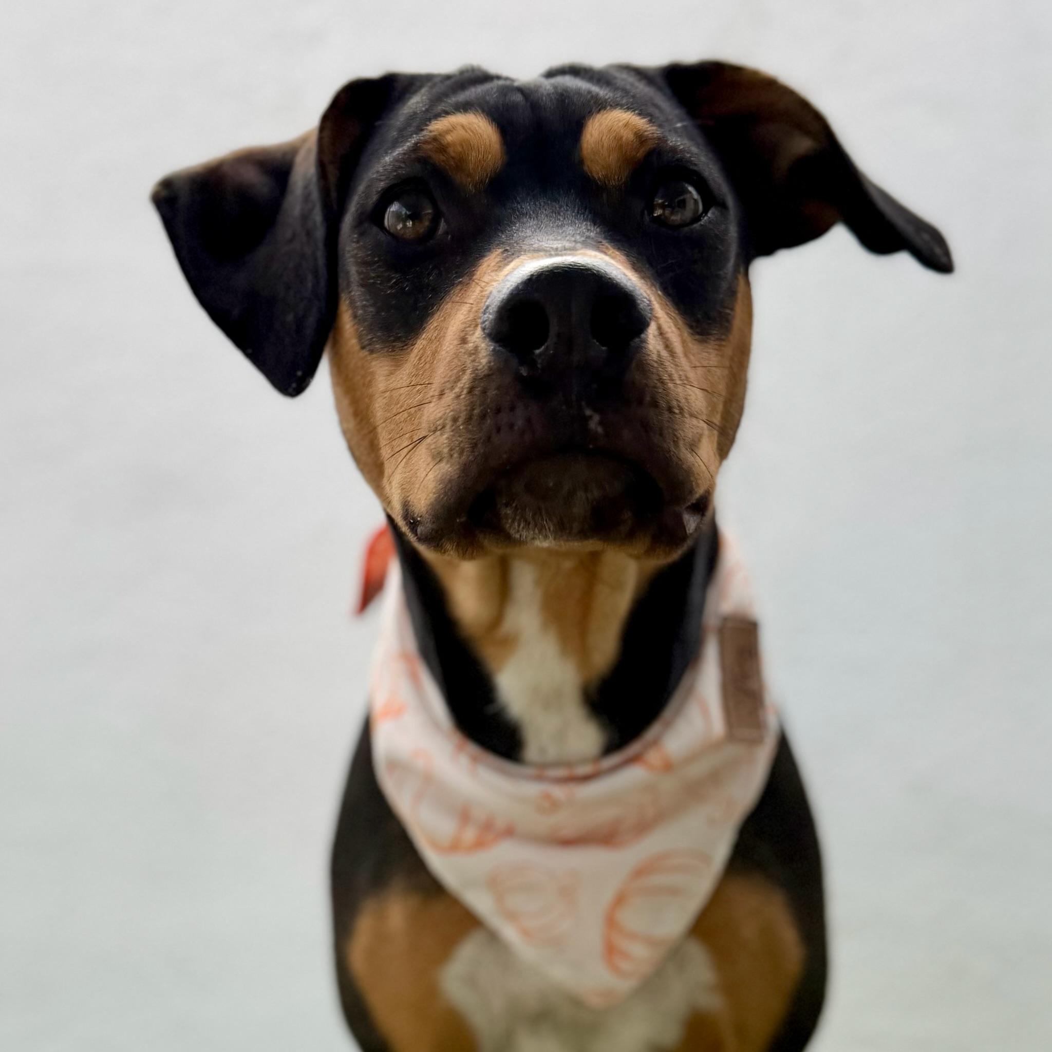 GUAVA, an adopted mixed breed in La Jolla, CA image 5/6