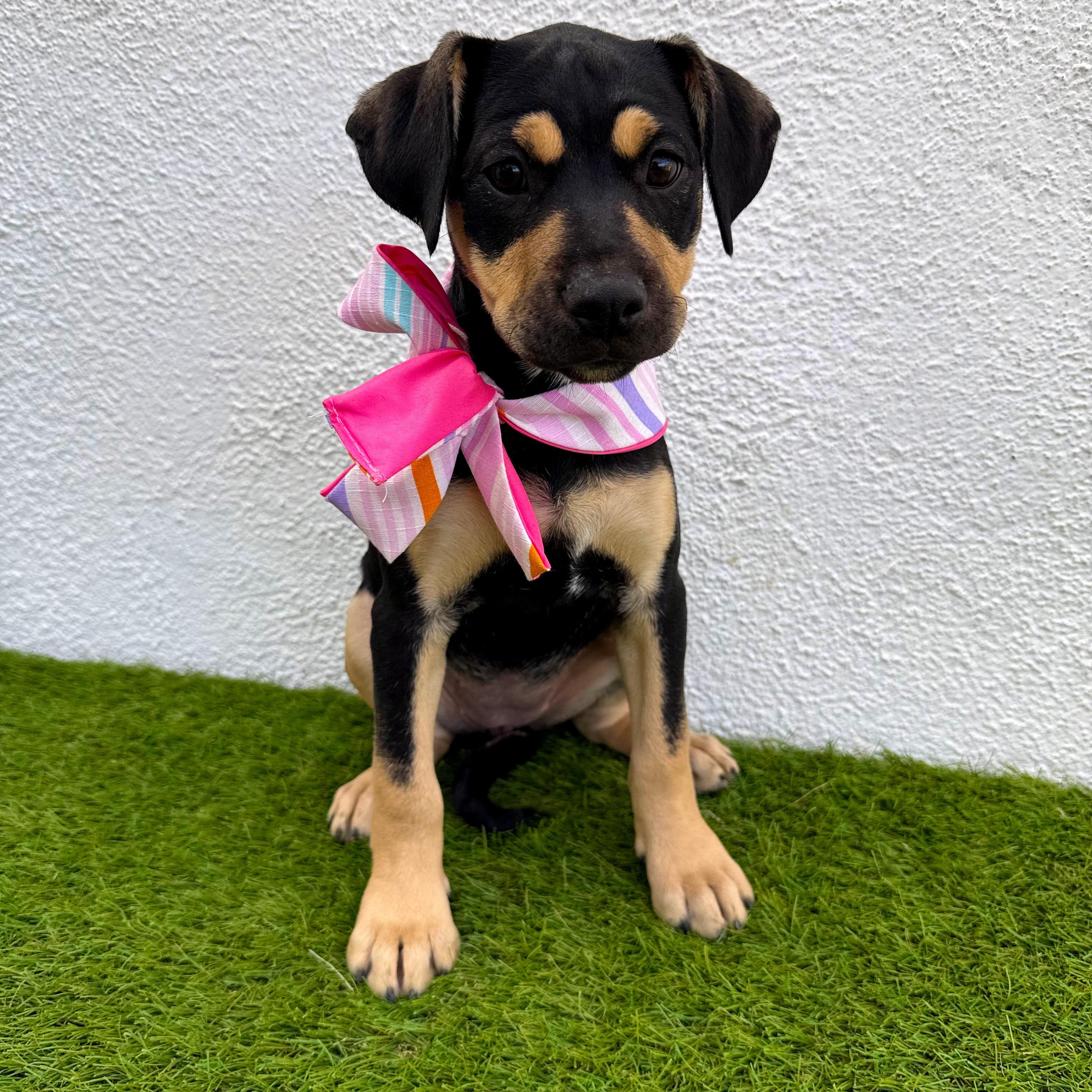 Enlarge LOULÉ, a Adoptable mixed breed in Tecate, BCN image 1/5