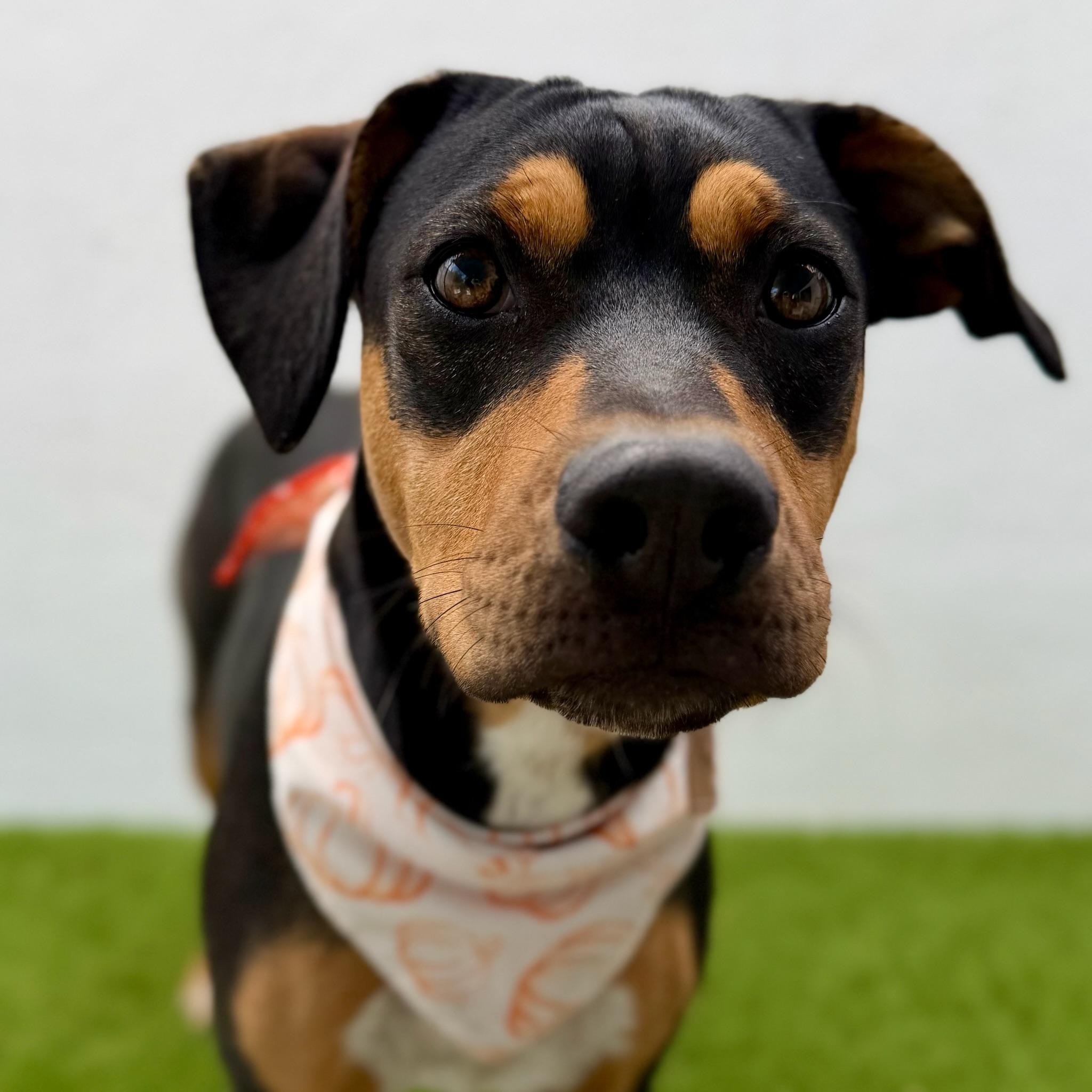 GUAVA, an adopted mixed breed in La Jolla, CA image 4/6
