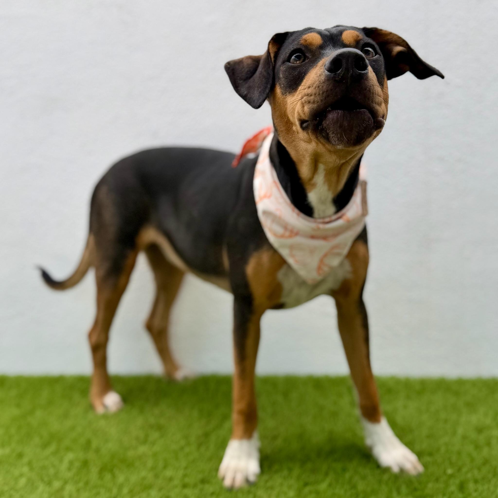 GUAVA, an adopted mixed breed in La Jolla, CA image 3/6