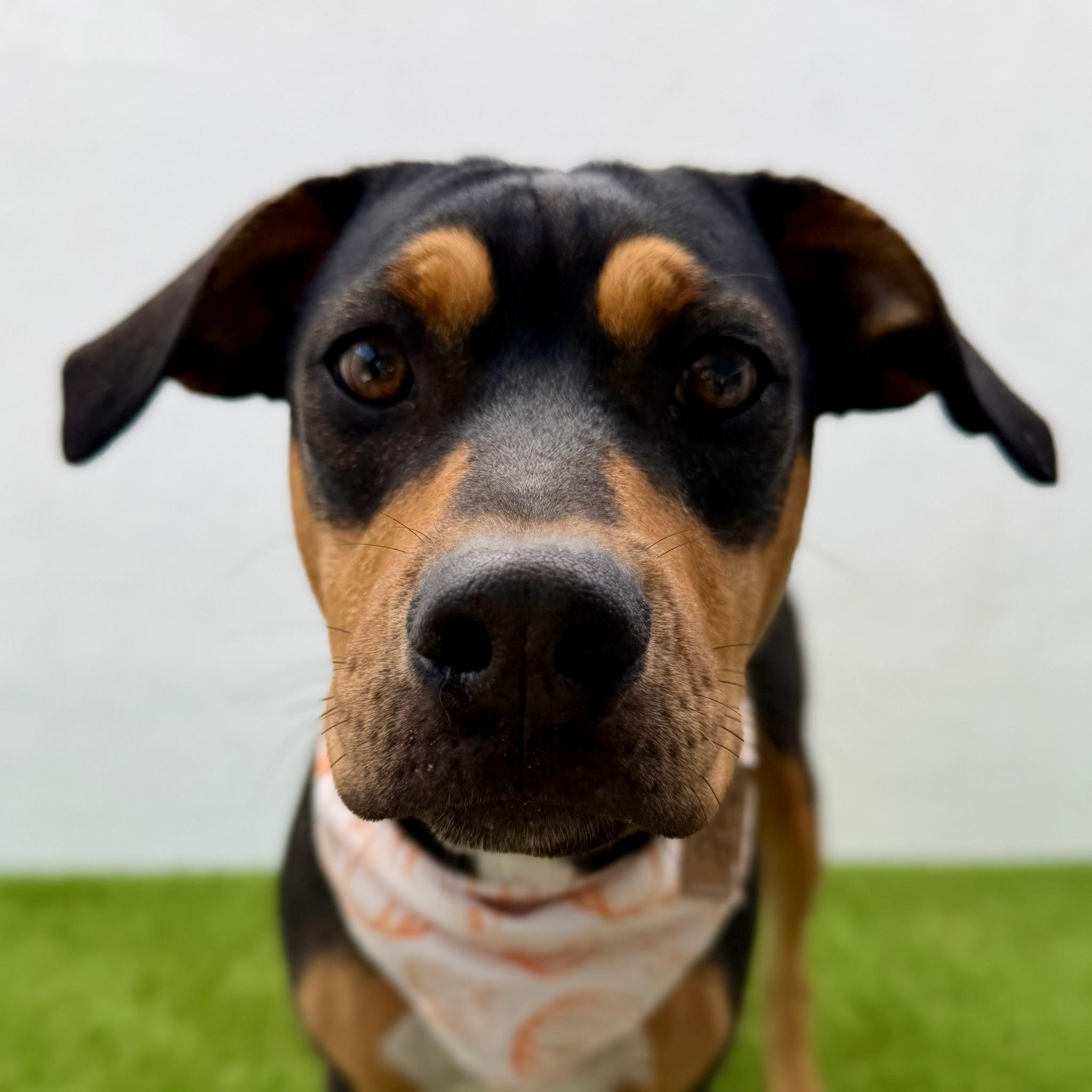 LOULÉ, Adoptable, Puppy Female Labrador Retriever & Pit Bull Terrier.