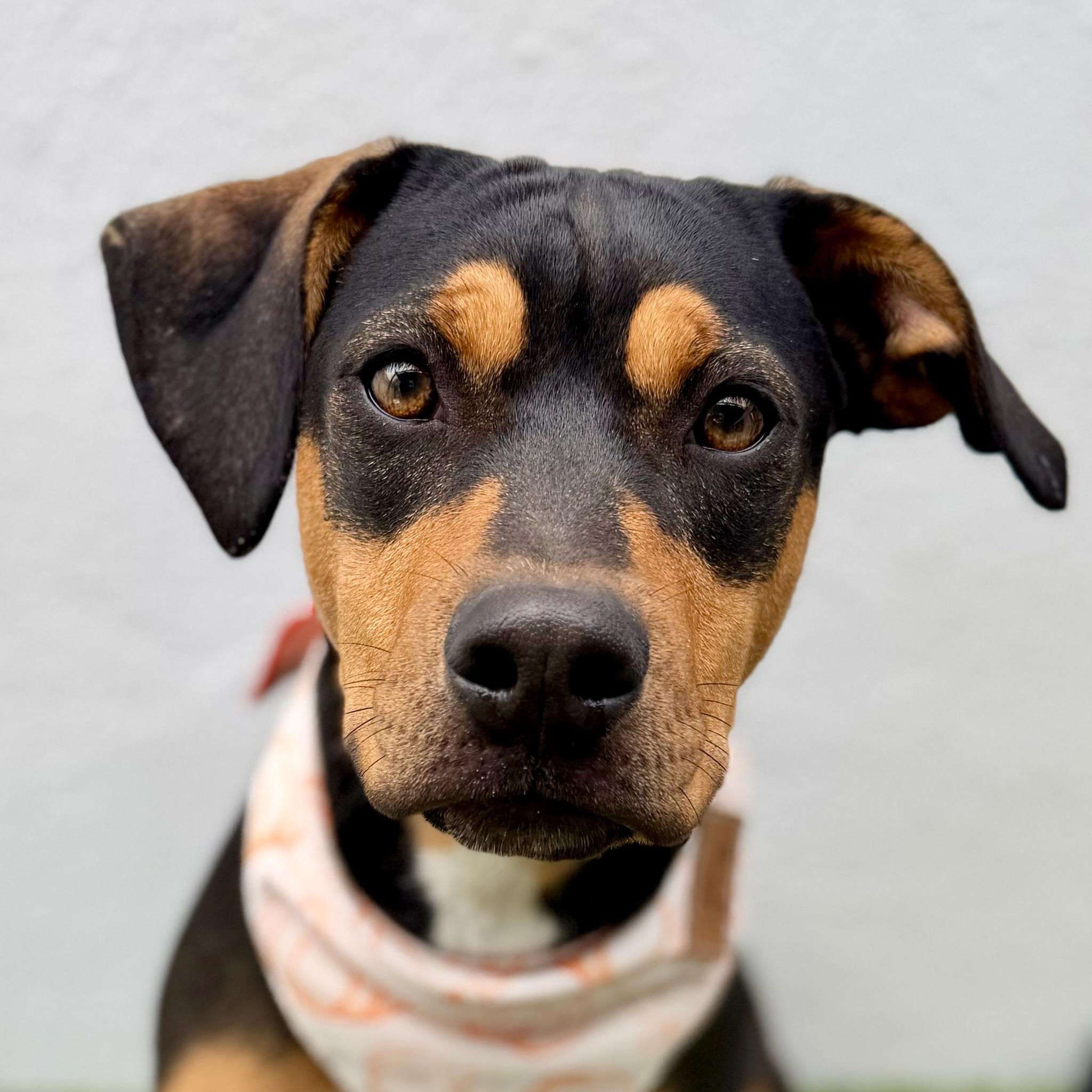 GUAVA, an adopted mixed breed in La Jolla, CA image 6/6