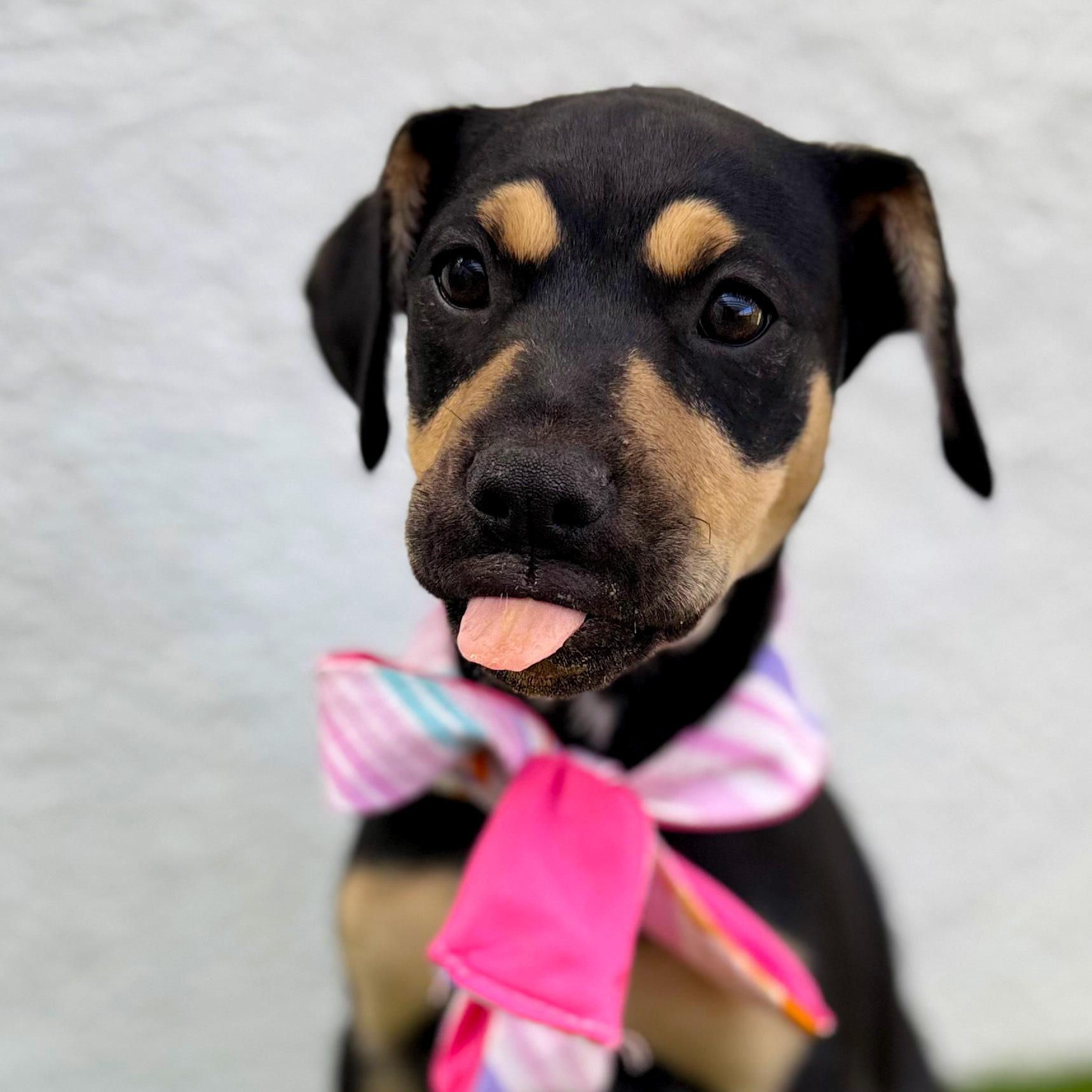 Enlarge LOULÉ, a Adoptable mixed breed in Tecate, BCN image 3/5