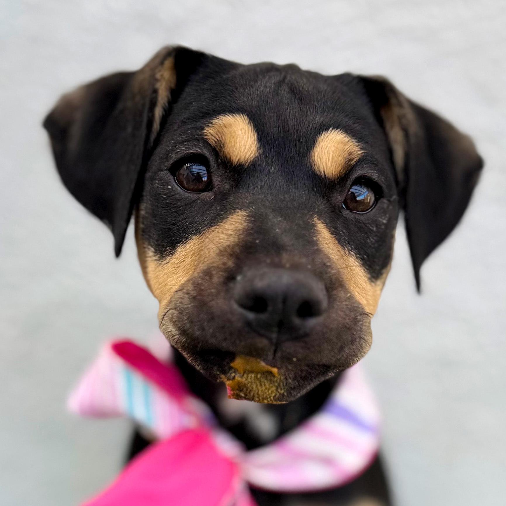 Enlarge LOULÉ, a Adoptable mixed breed in Tecate, BCN image 2/5