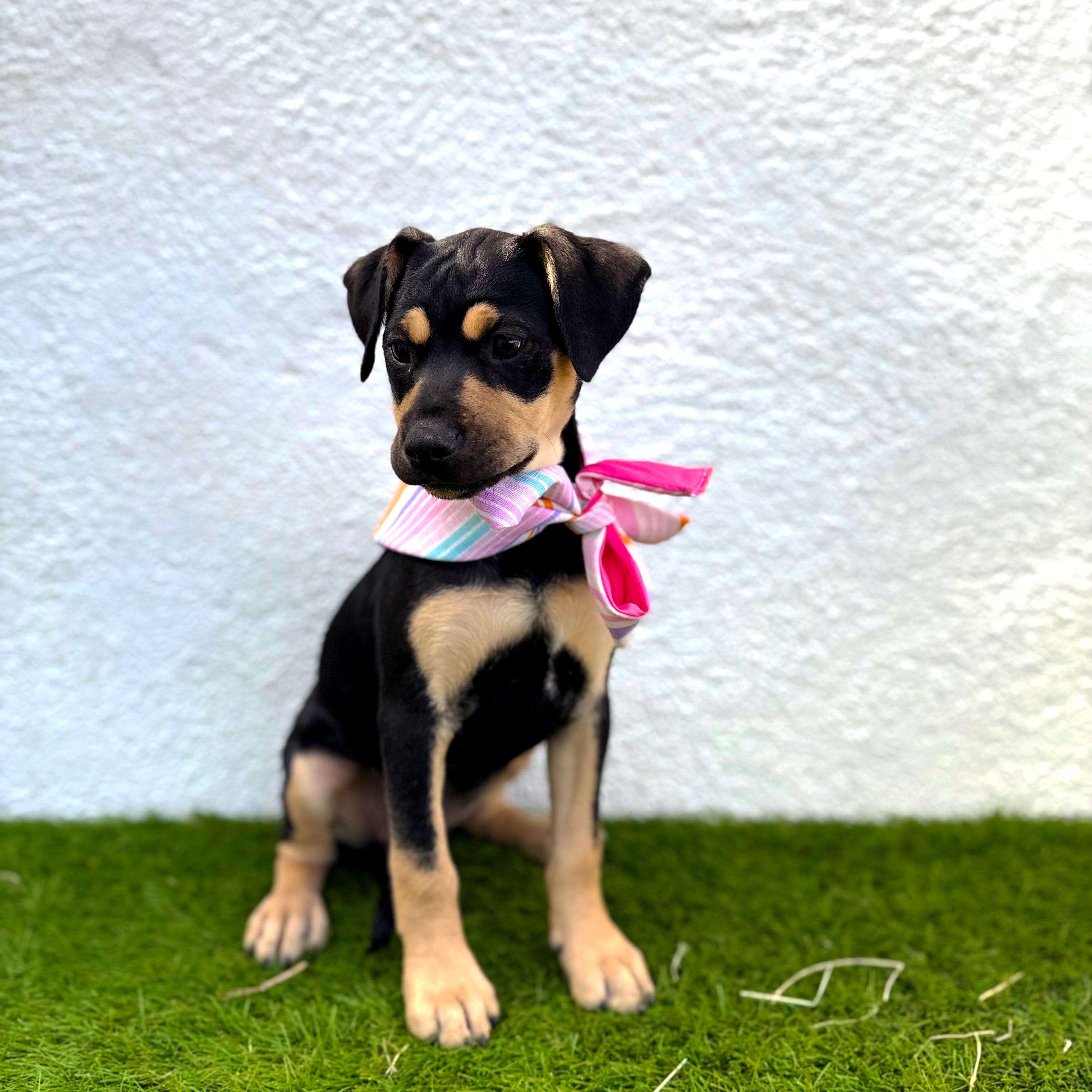 Enlarge LOULÉ, a Adoptable mixed breed in Tecate, BCN image 5/5