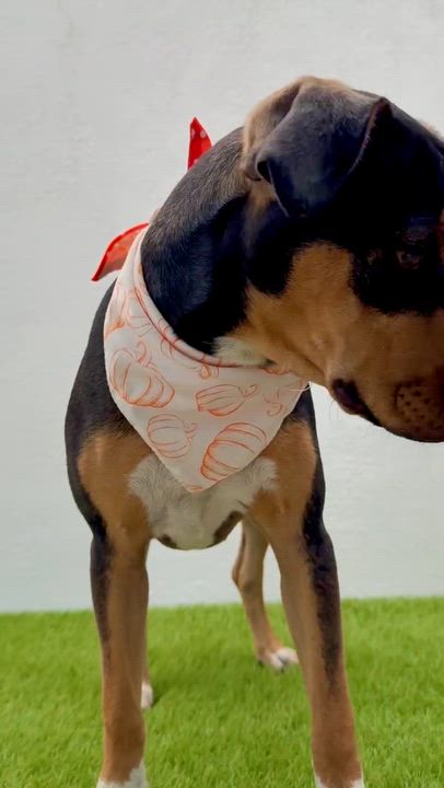 Enlarge GUAVA, an adopted mixed breed in La Jolla, CA video 2/6