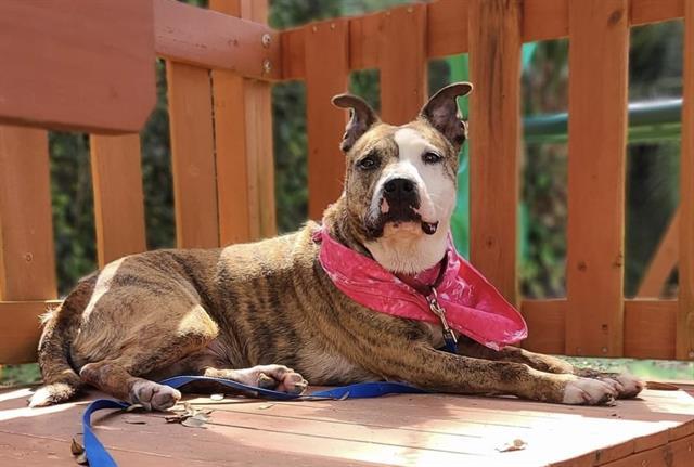 Enlarge PEANUT, a Adoptable Mixed Breed in Jacksonville, FL image 1/1