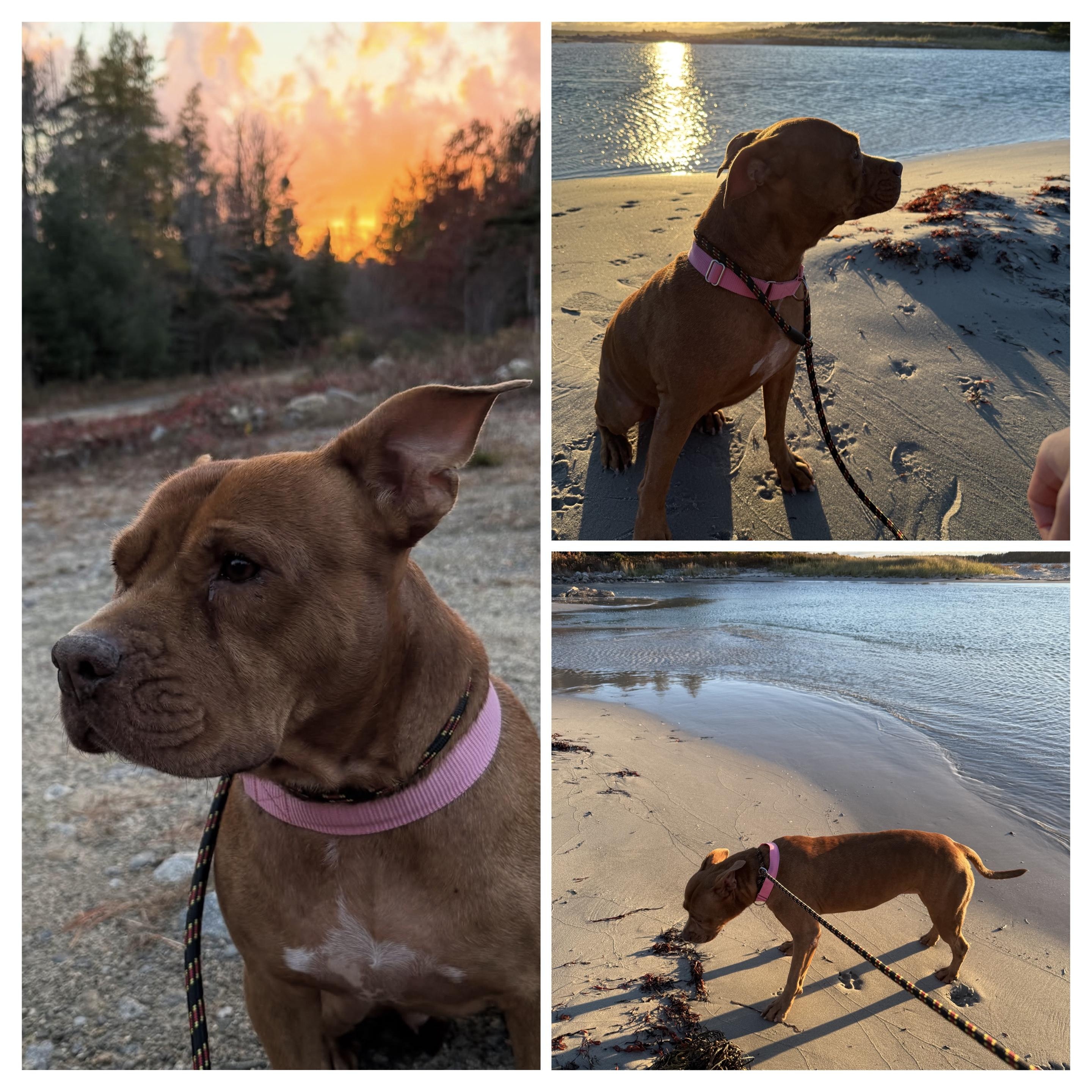 Enlarge Missy, a Adoptable mixed breed in Head of Saint Margarets Bay, NS image 1/1