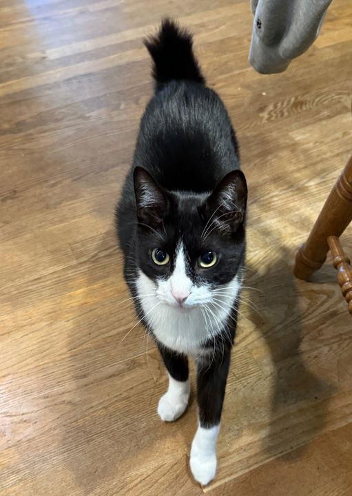 Remi - NC, Adoptable, Adult Male American Bobtail & Manx.