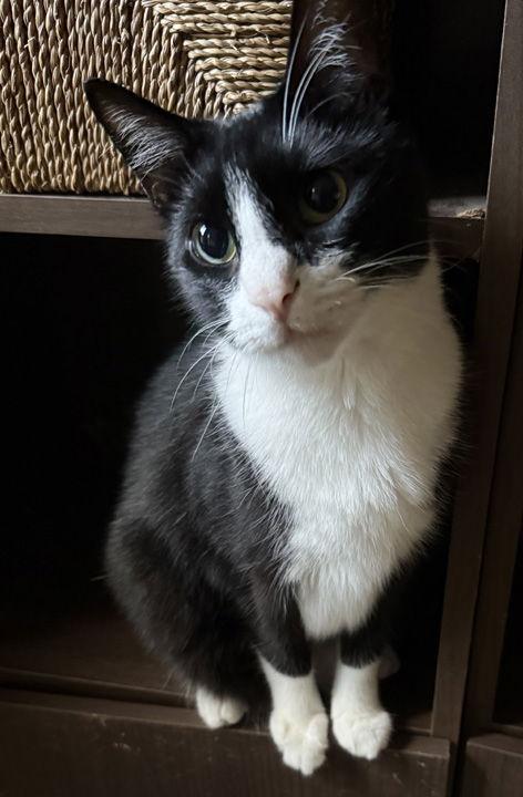 Remi - NC, a Adoptable mixed breed in Liberty, NC image 2/3