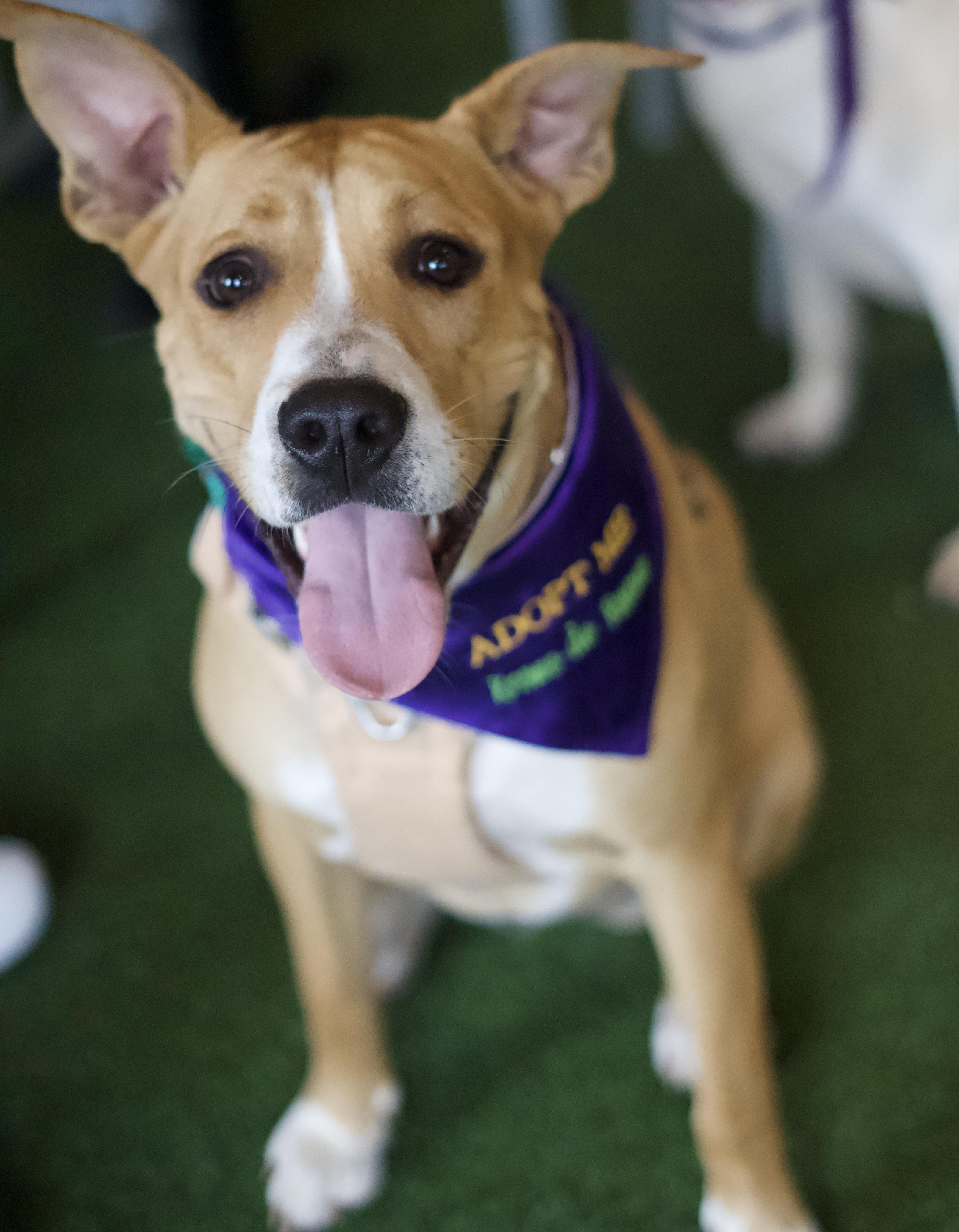 Enlarge Lady3, an adoptable mixed breed in Mt Laurel Township, NJ image 1/4