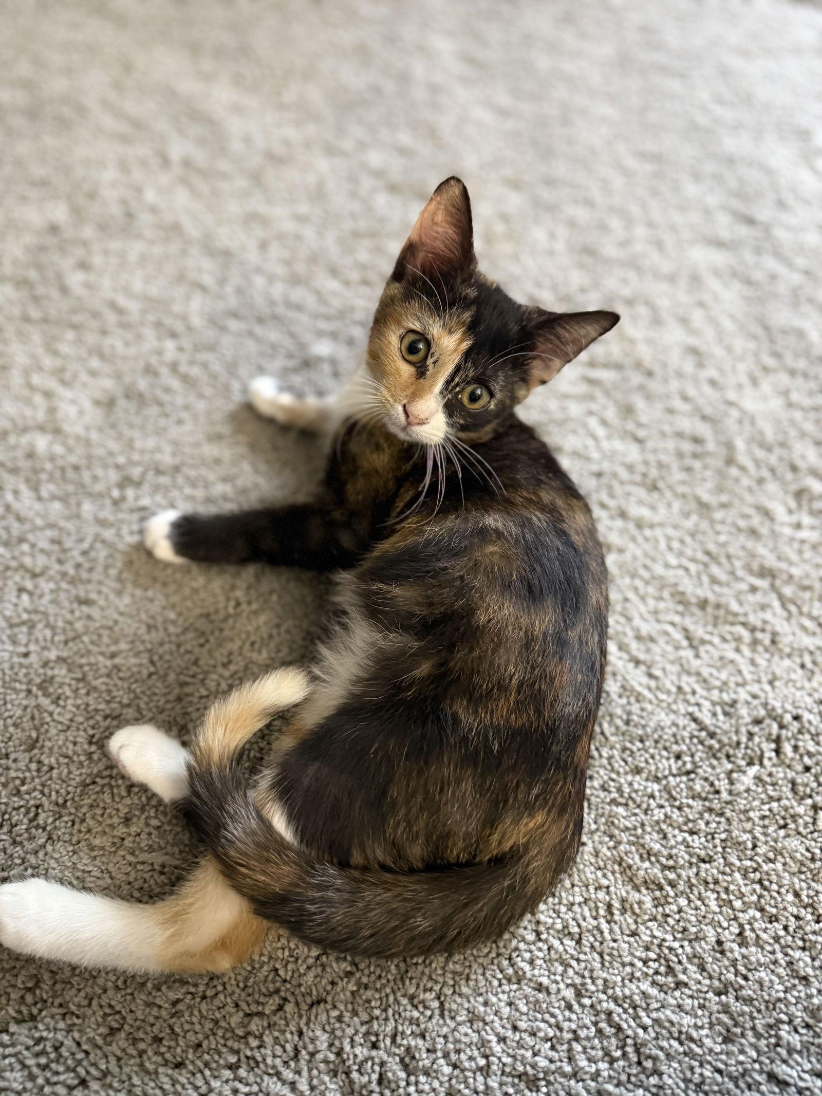 Enlarge Marigold, a Adoptable Domestic Short Hair in Island Lake, IL image 1/3