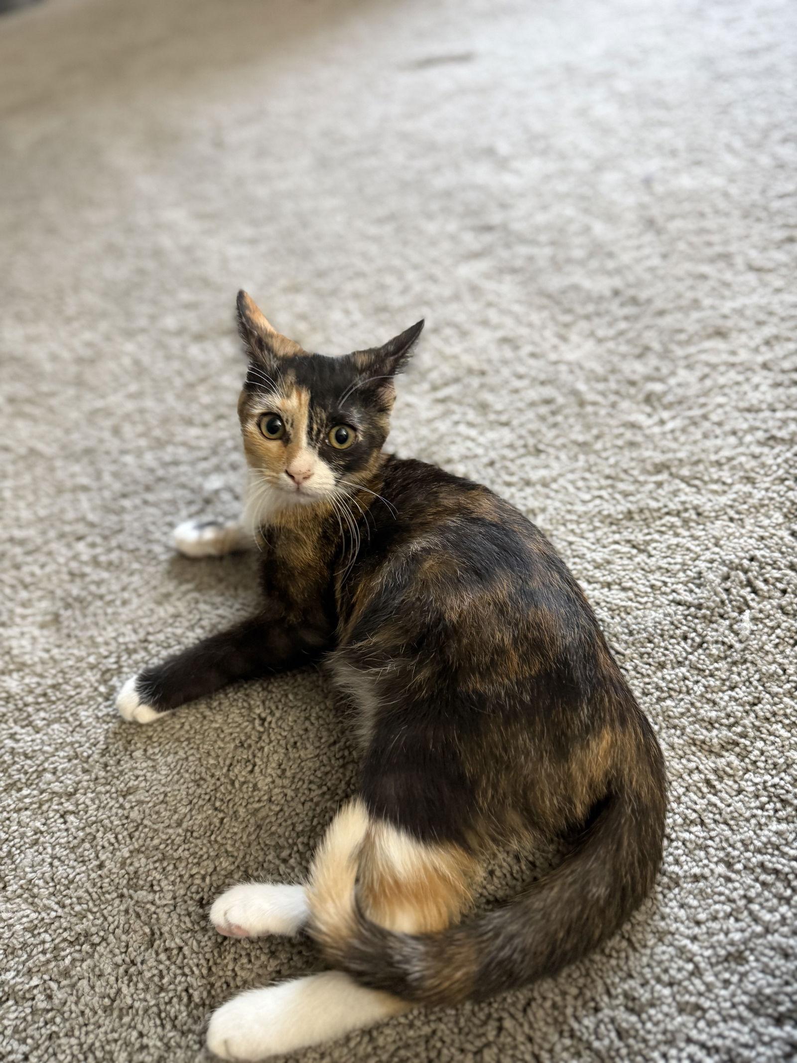 Enlarge Marigold, a Adoptable Domestic Short Hair in Island Lake, IL image 2/3