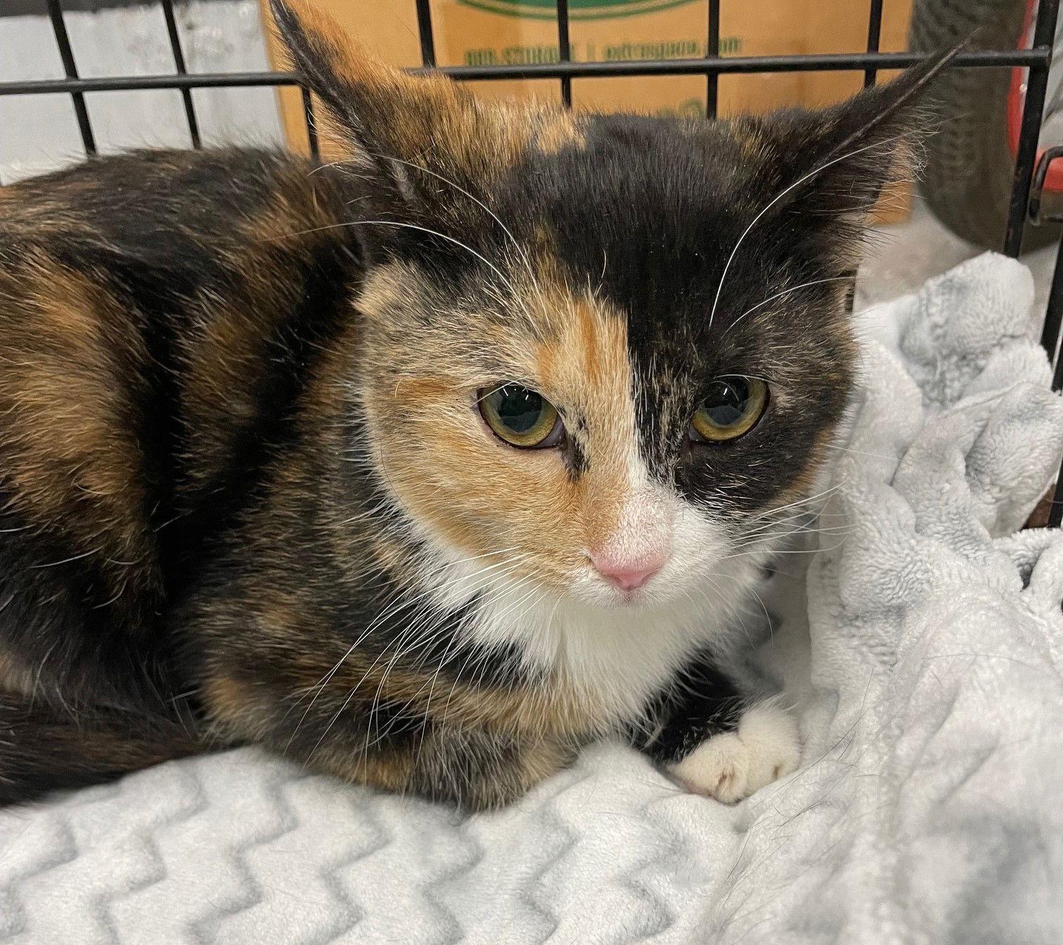 Enlarge Marigold, a Adoptable Domestic Short Hair in Island Lake, IL image 3/3