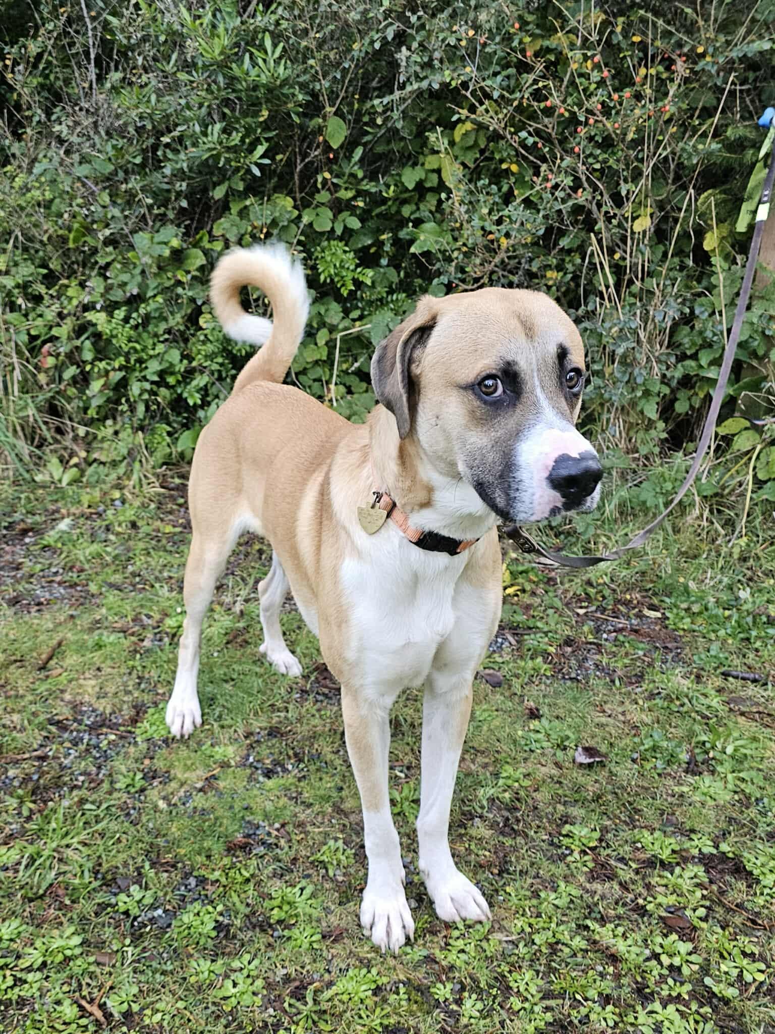 Wilson, a Adoptable mixed breed in Crescent city, CA image 3/6