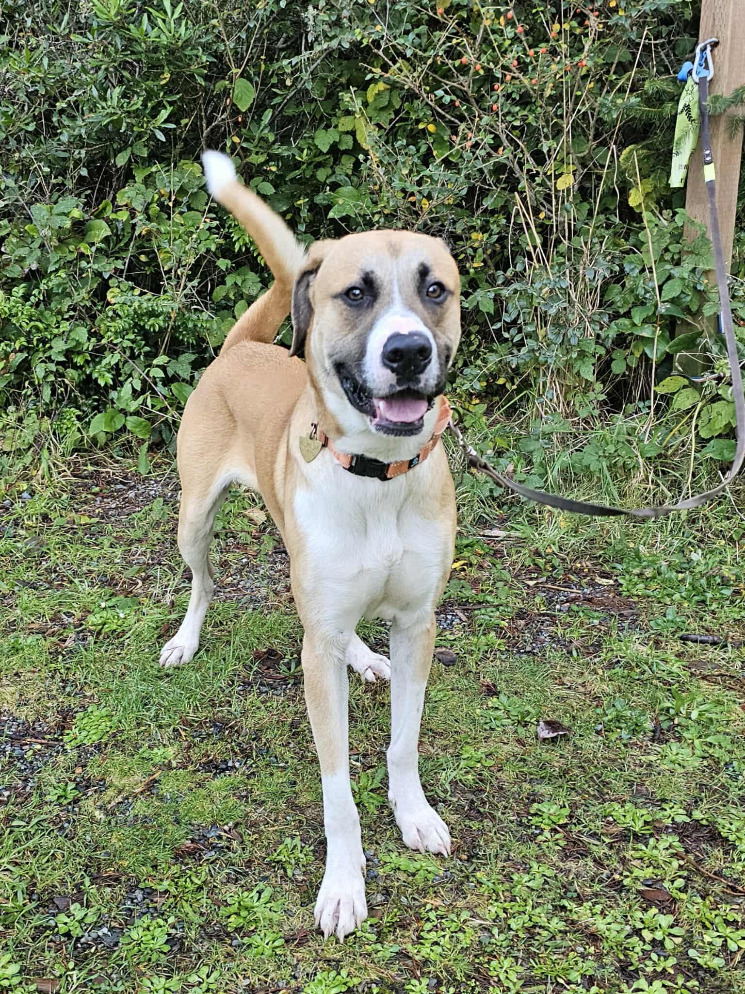 Wilson, a Adoptable mixed breed in Crescent city, CA image 2/6