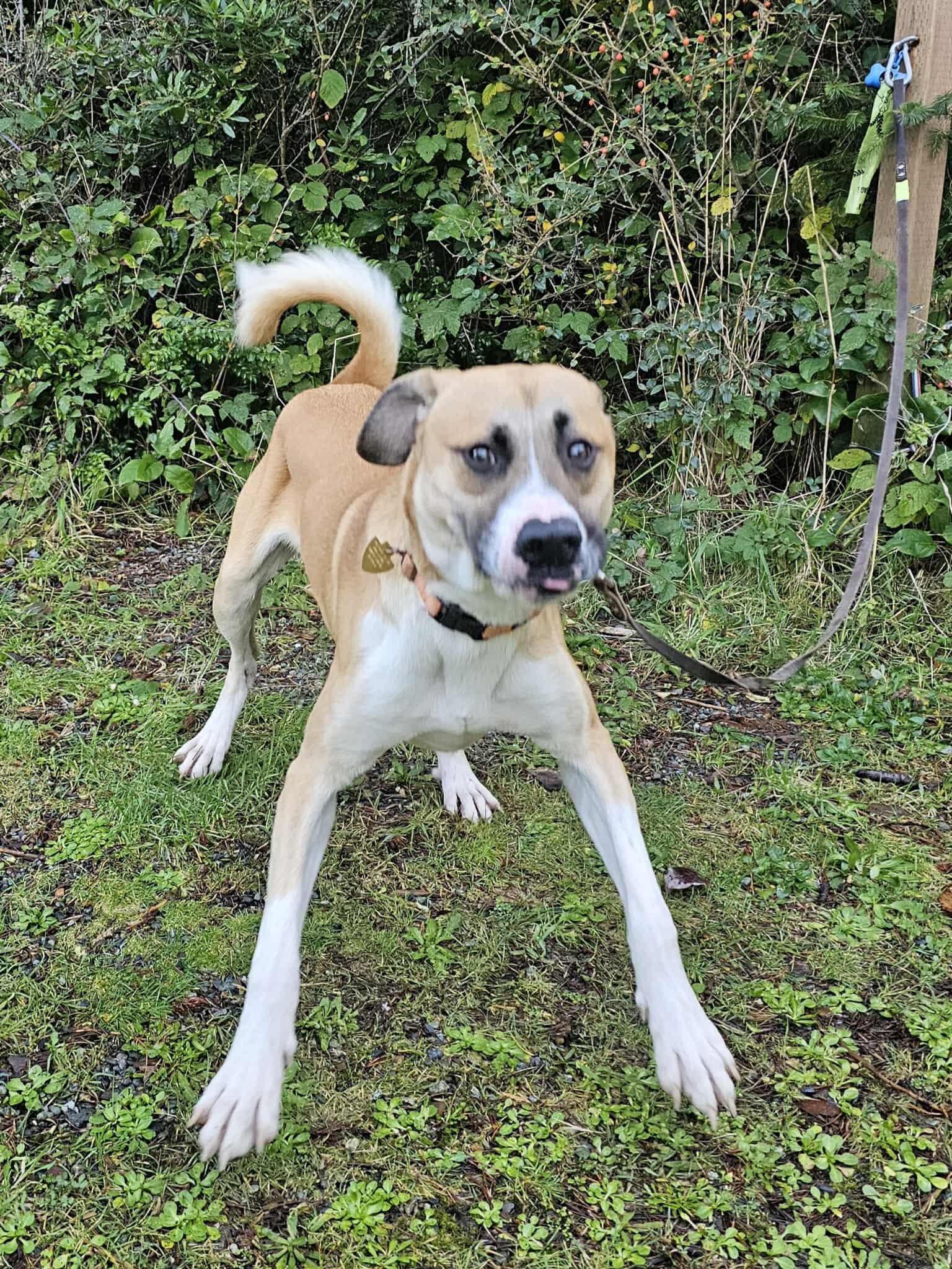 Wilson, a Adoptable mixed breed in Crescent city, CA image 4/6