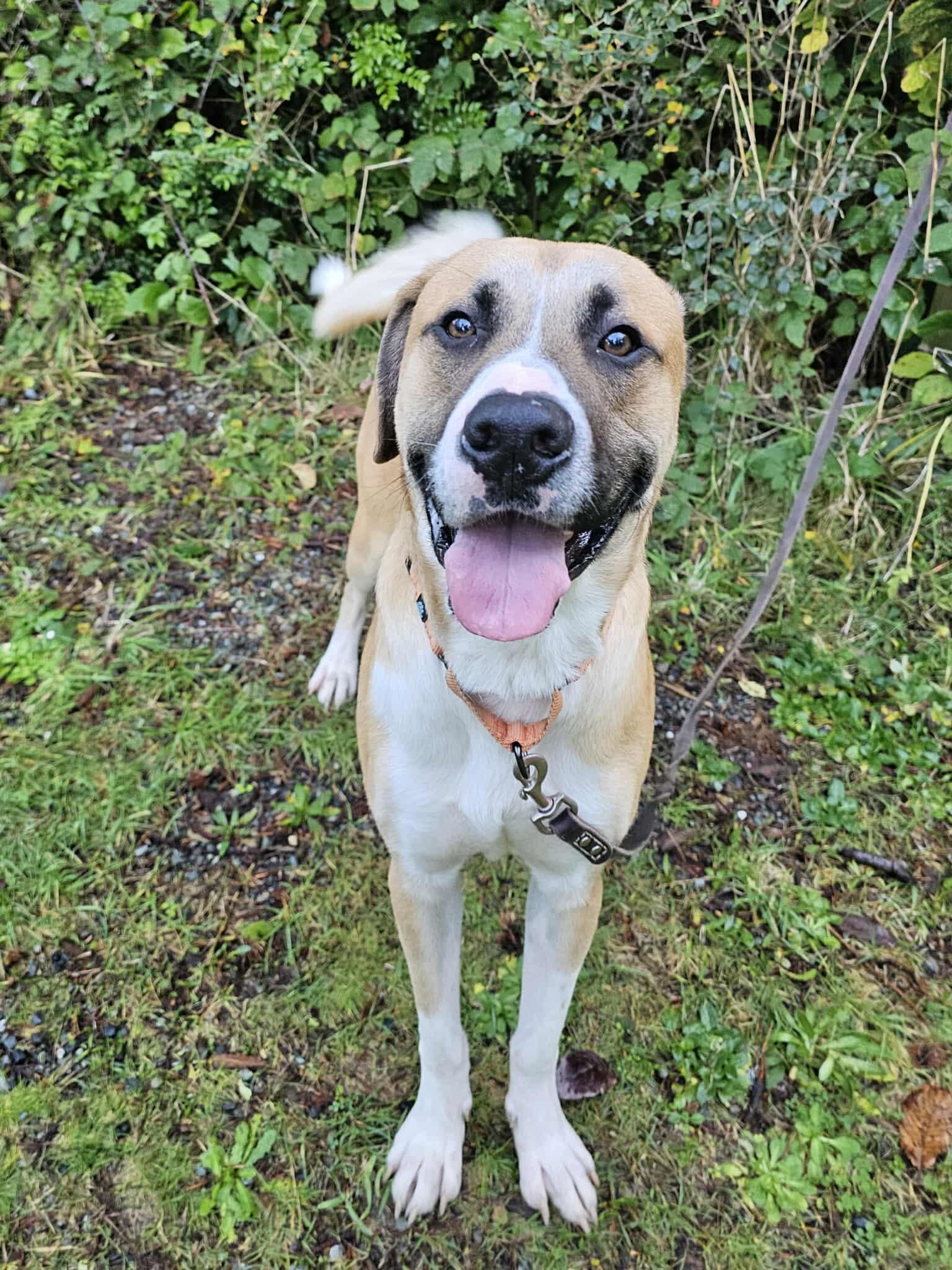 Wilson, a Adoptable mixed breed in Crescent city, CA image 1/6