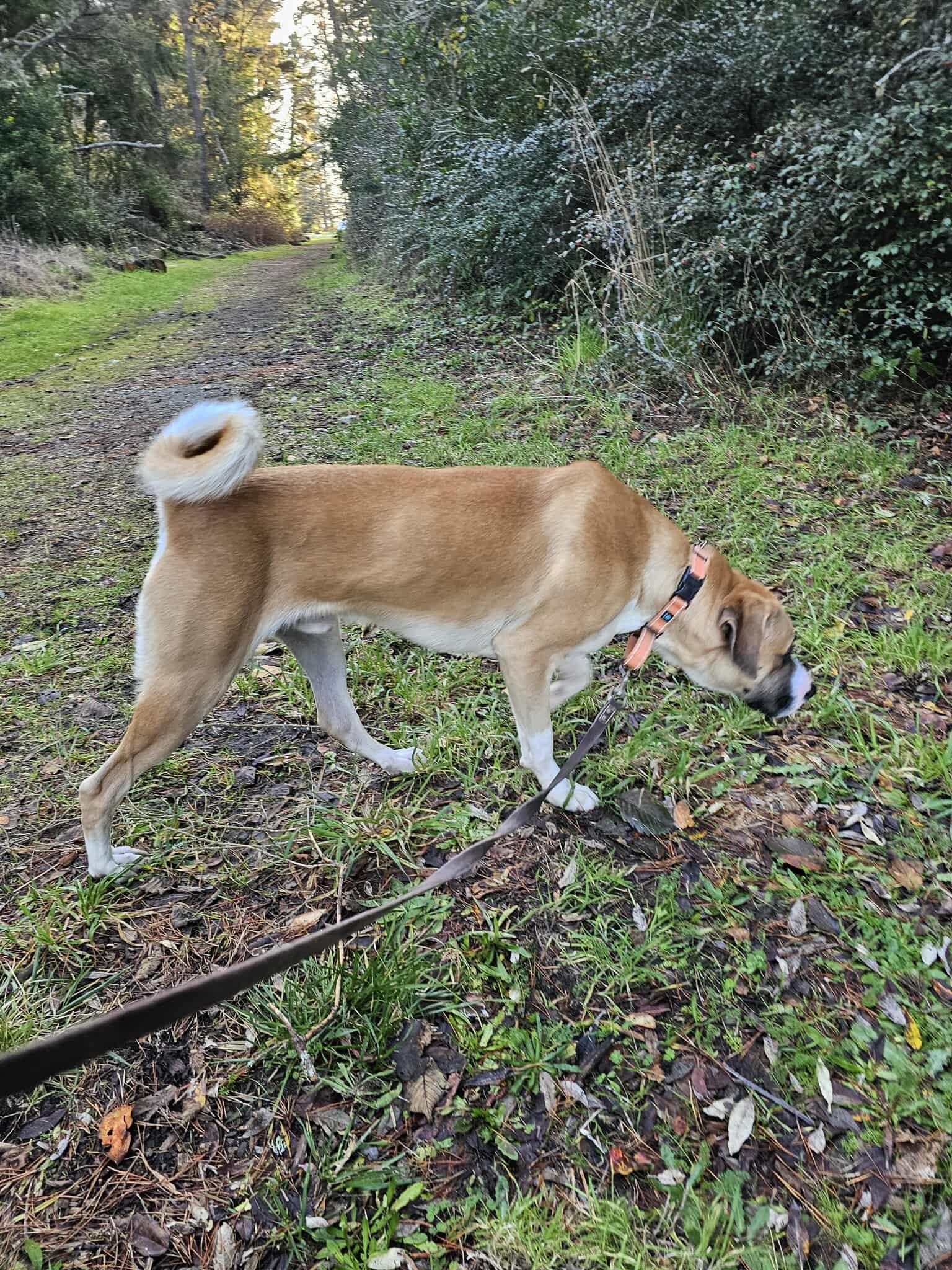 Wilson, a Adoptable mixed breed in Crescent city, CA image 5/6