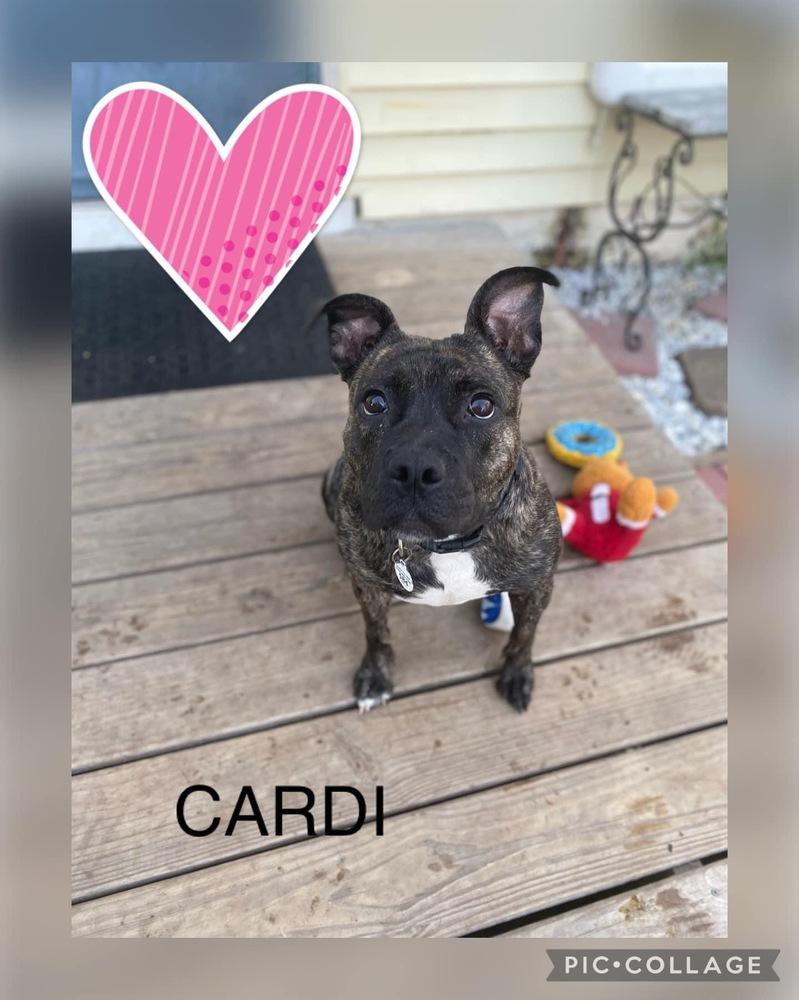 Enlarge Cardi, a Adoptable mixed breed in Scranton, PA image 4/4