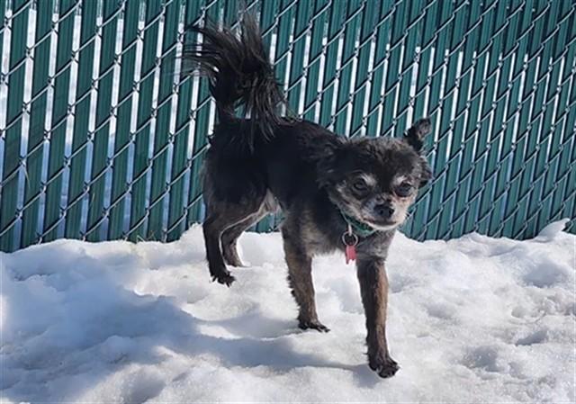 Enlarge TOBY, a Adoptable Chihuahua in Springfield, MA image 1/1