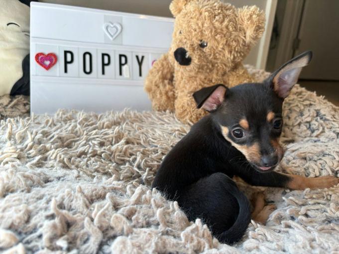 Enlarge Poppy, a Adoptable mixed breed in Los Angeles, CA image 4/4