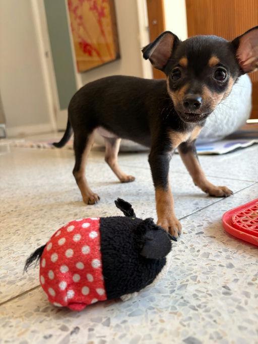 Poppy, Adoptable, Puppy Female Chihuahua.