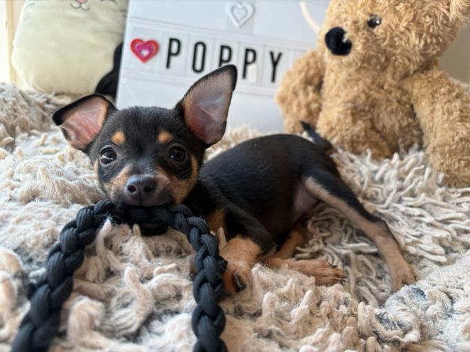 Enlarge Poppy, a Adoptable mixed breed in Los Angeles, CA image 3/4